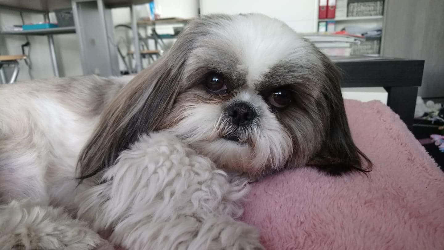 狗 桌布 壁紙 — 一隻毛茸茸的西施犬，長有灰色和白色的長毛，在柔和光線的室內環境中將頭靠在粉紅色墊子上休息。