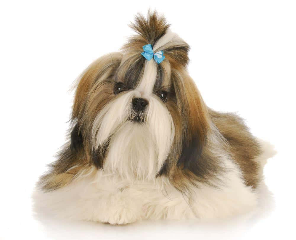 毛茸茸的西施犬，頭上戴著藍色蝴蝶結，躺著。 — 寵物動圖 壁紙