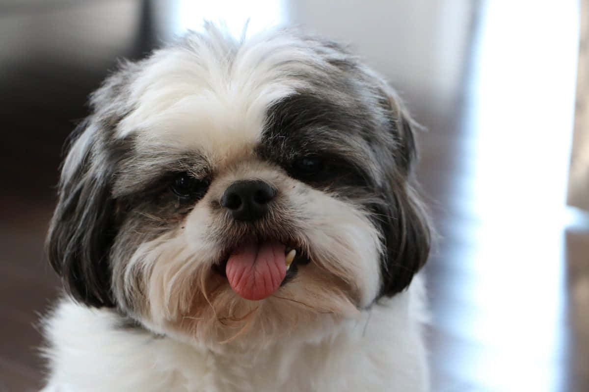 shih tzu 桌布 壁紙 — 一隻毛茸茸的西施犬，黑白毛色，頑皮地伸出粉紅色的舌頭的特寫。