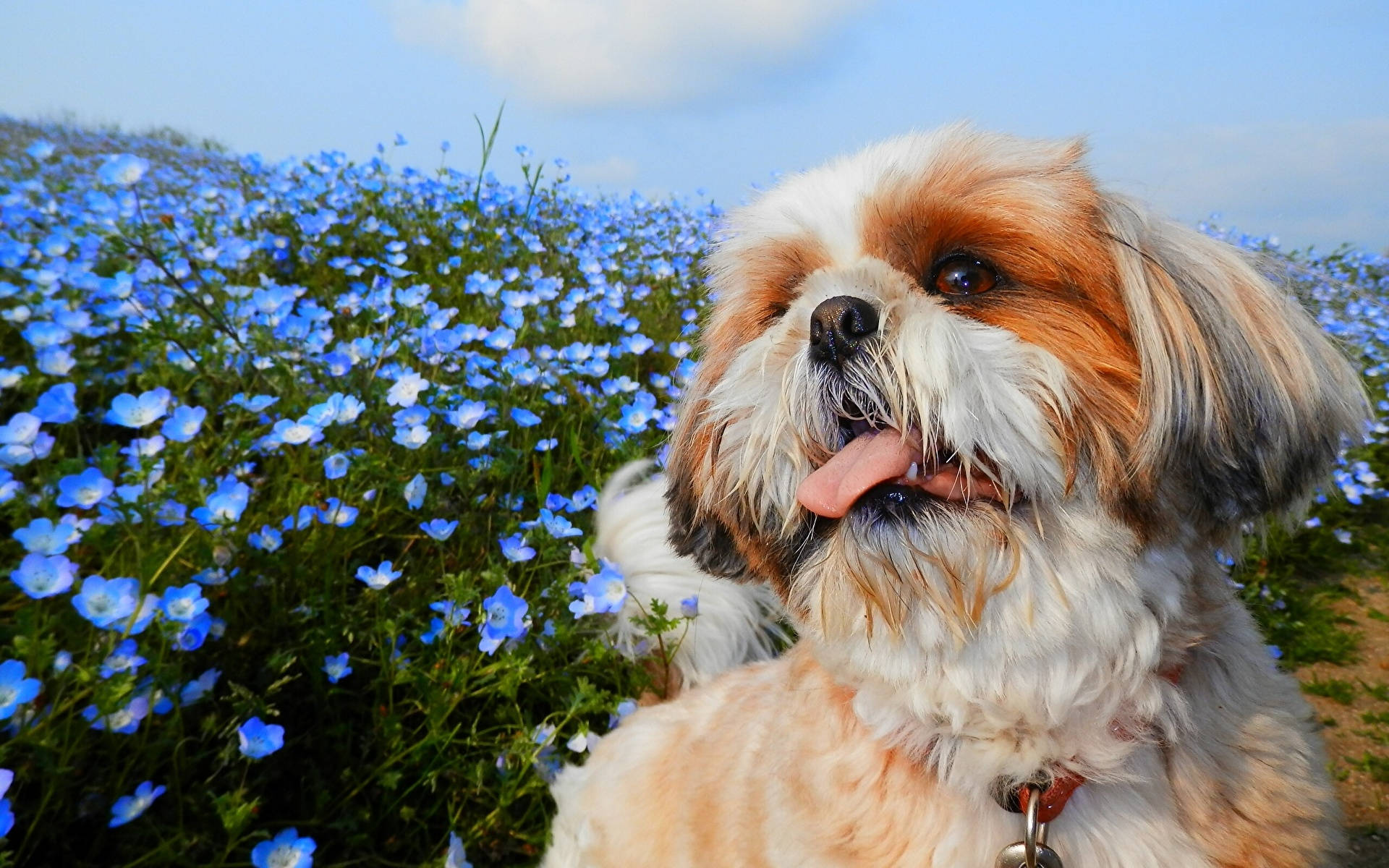 shih tzu 桌布 壁紙 — 一隻毛茸茸的西施犬伸出舌頭，在晴朗的天空下，開心坐在一片鮮豔的藍色花田中。