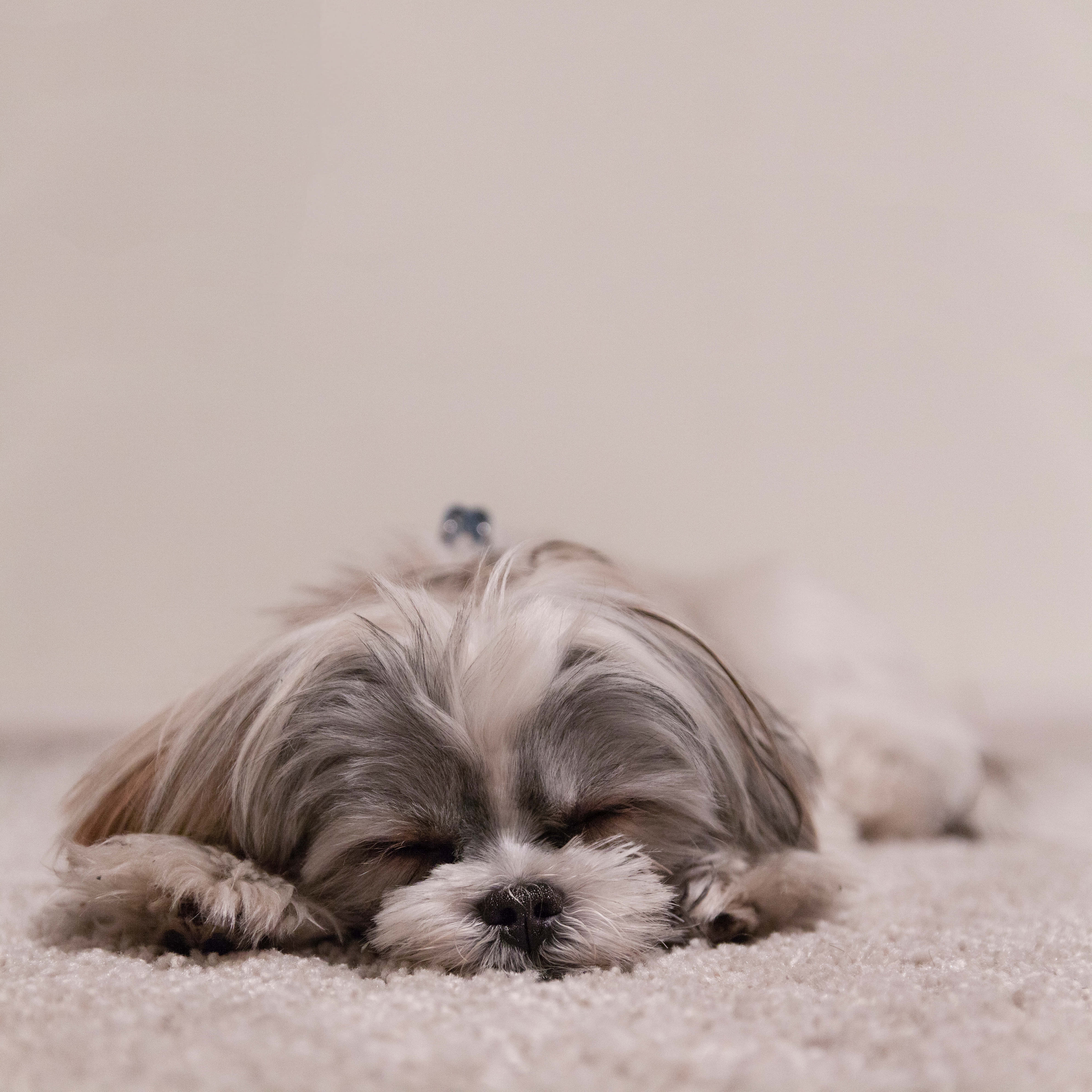 狗 桌布 壁紙 — 一隻毛茸茸的西施犬在柔軟的米色地毯上閉著眼睛安詳地睡覺。