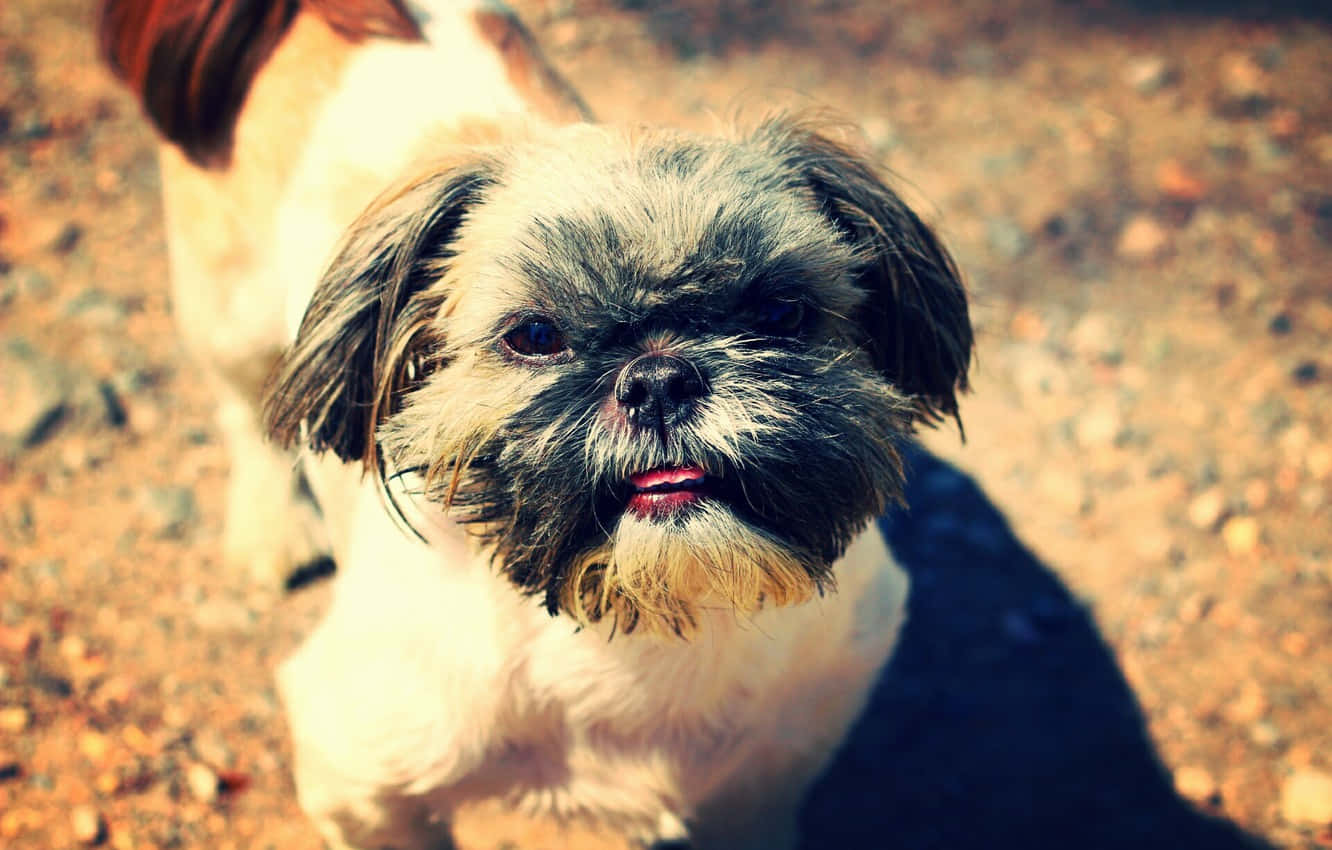 狗 桌布 壁紙 — 一隻毛茸茸的西施犬在溫暖陽光下站在碎石上，表情不悅的特寫。