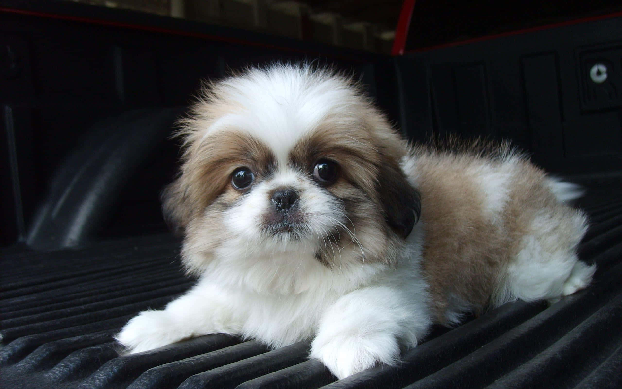 shih tzu 桌布 壁紙 — 一隻毛茸茸的西施犬幼犬，毛色白棕相間，蜷縮在黑色有棱紋的皮卡車車斗裡，直視鏡頭。