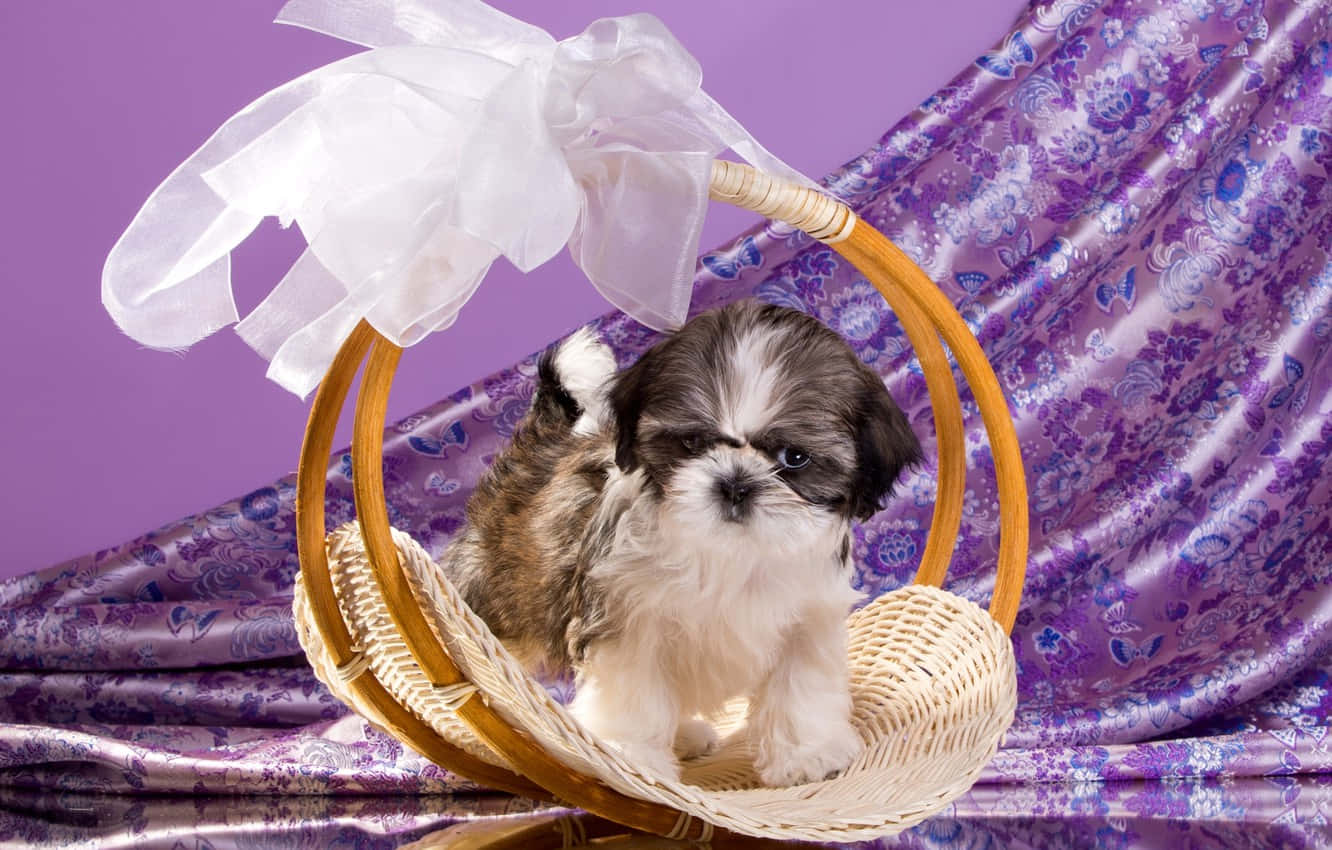 狗 桌布 壁紙 — 一隻毛茸茸的西施犬幼犬可愛地坐在一個飾有白色蝴蝶結的柳條籃子裡，背景是紫色花卉圖案。