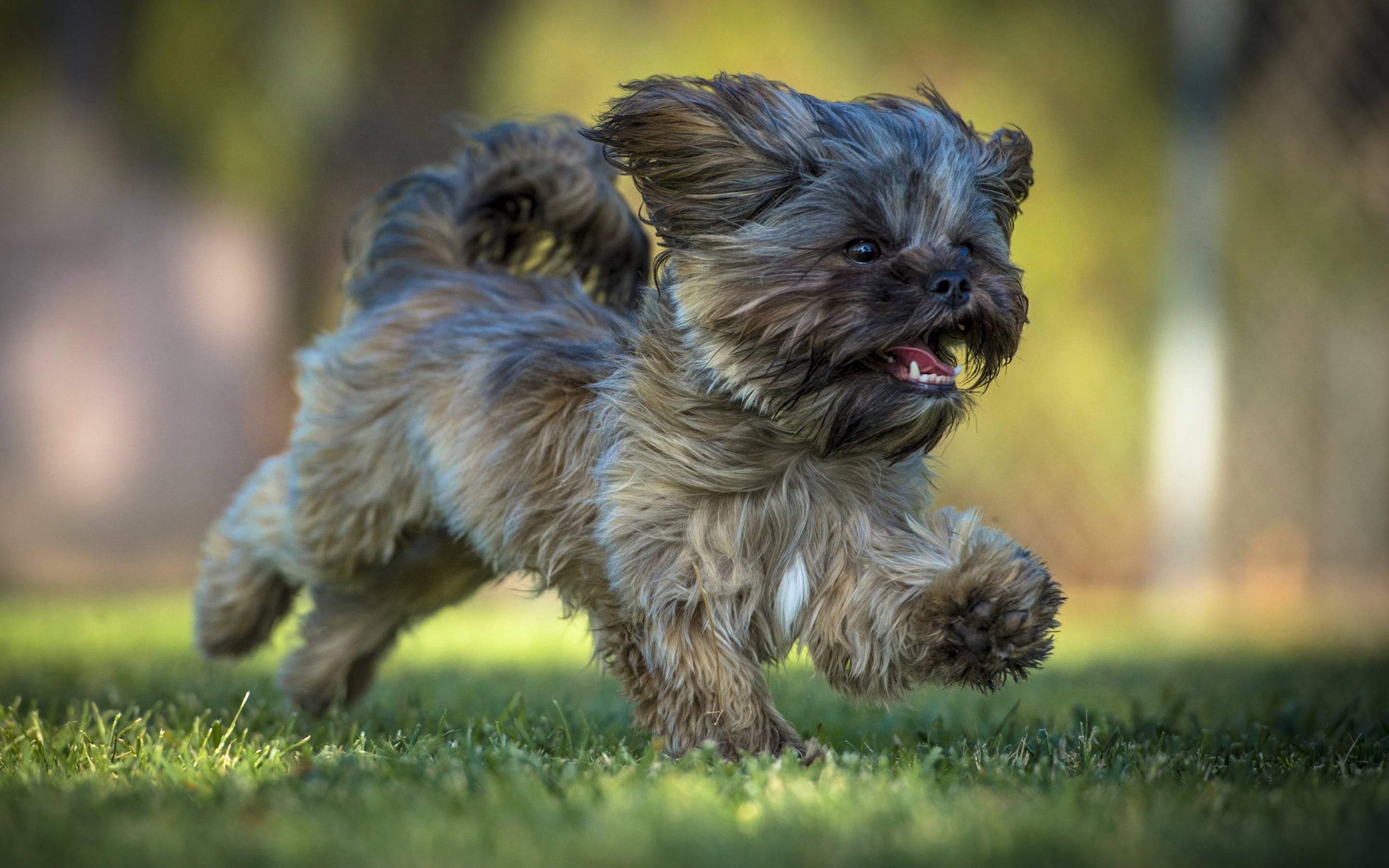 yorkie 桌布 壁紙 — 一隻毛茸茸的西施犬幼犬在陽光普照的草地上快樂奔跑，風吹亂牠的毛，伸出舌頭，充滿喜悅。