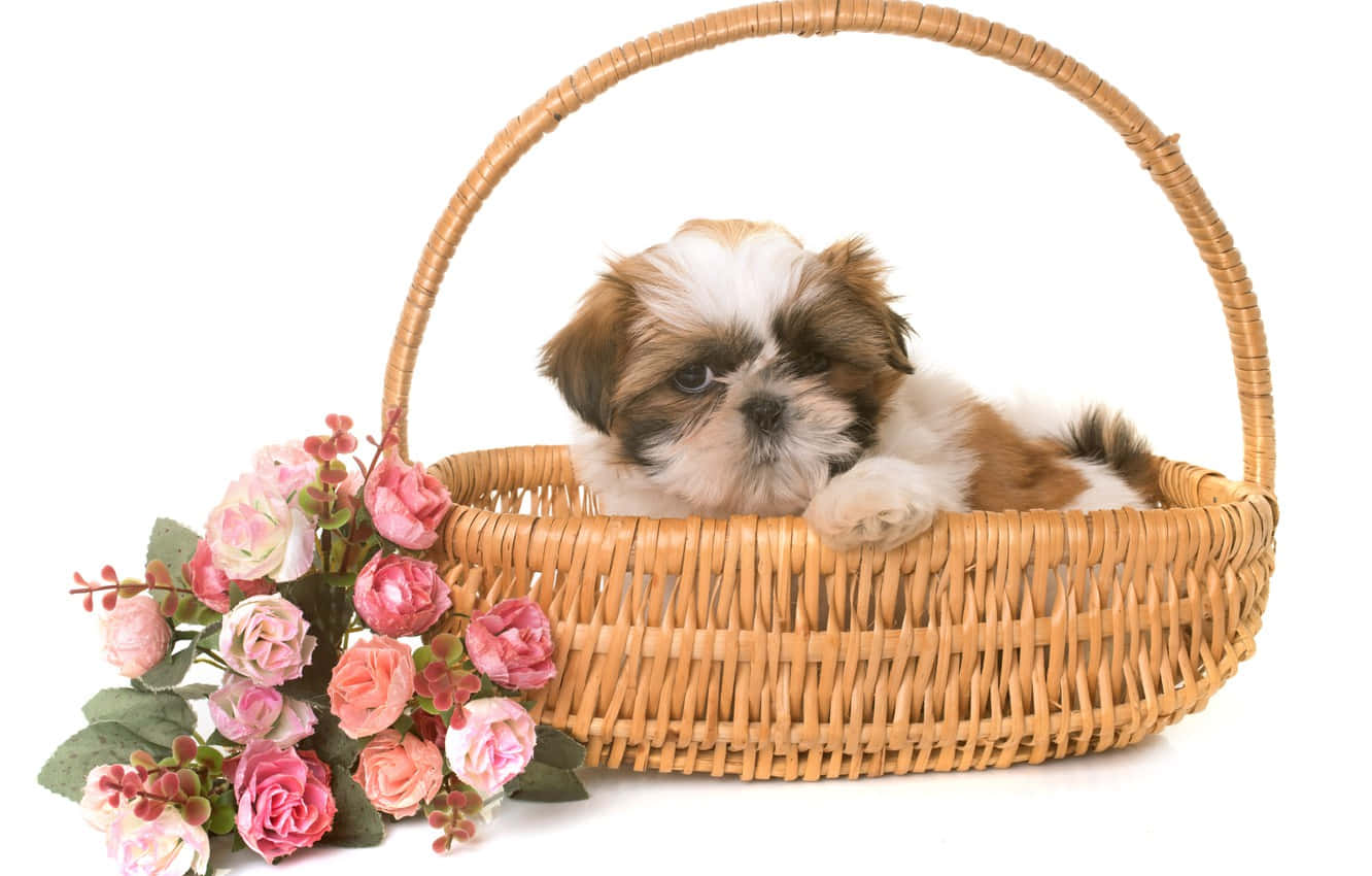 狗 桌布 壁紙 — 一隻毛茸茸的西施犬幼犬從編織柳條籃中探出頭來，旁邊有一束粉紅色玫瑰。