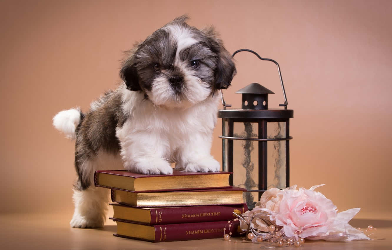 狗 桌布 壁紙 — 一隻毛茸茸的西施犬幼犬棲息在一疊復古書籍上，旁邊有一盞燈籠和一朵粉紅玫瑰。