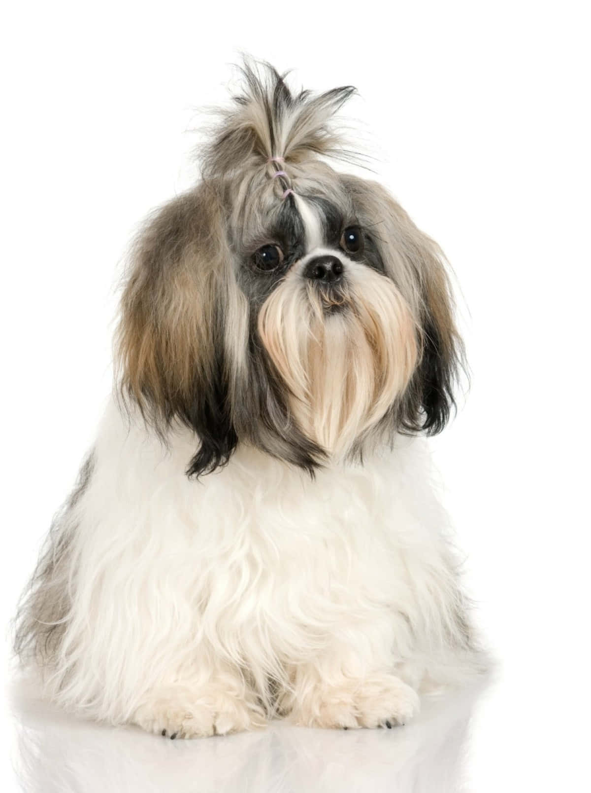shih tzu 桌布 壁紙 — 一隻毛茸茸的西施犬梳著龐巴度髮型，在純白背景前優雅地坐著。