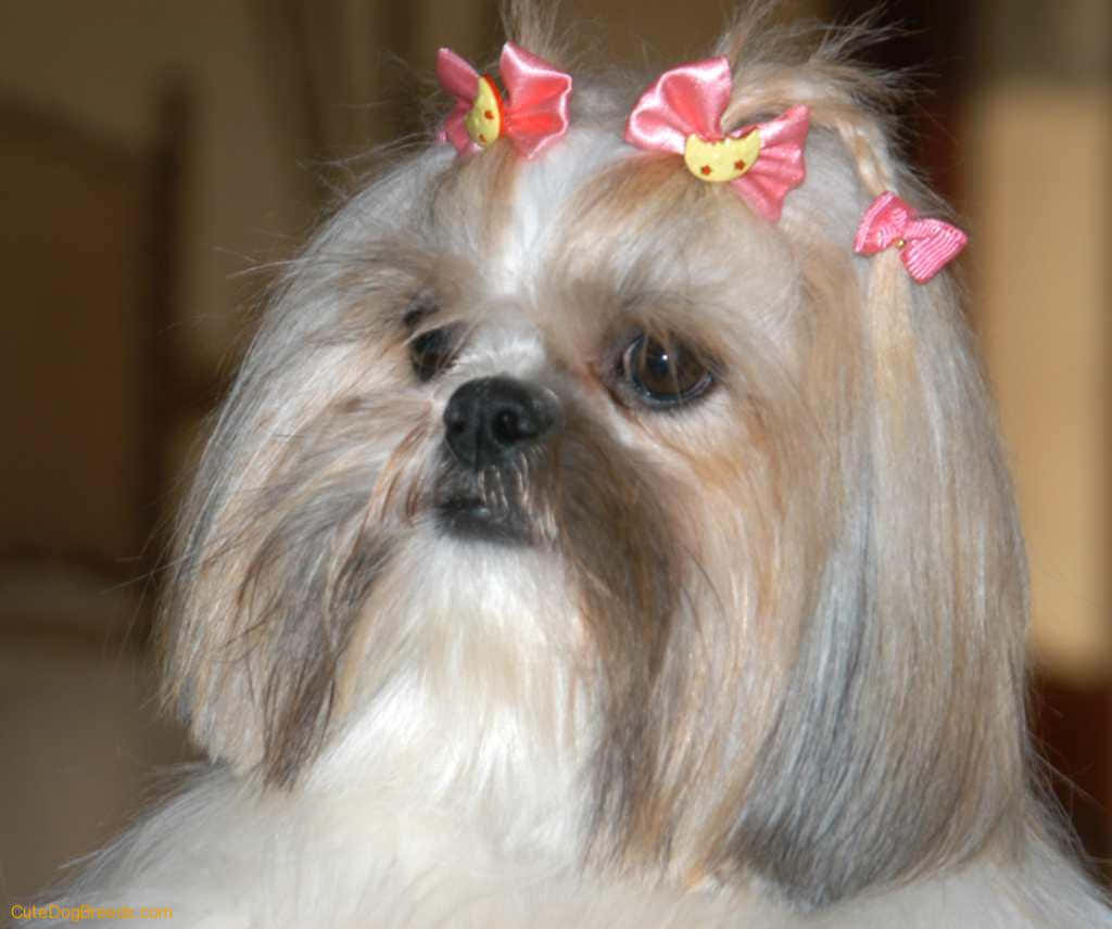 狗 桌布 壁紙 — 一隻毛茸茸的西施犬特寫，長有絲滑長毛，頭上有三個粉紅色蝴蝶結。
