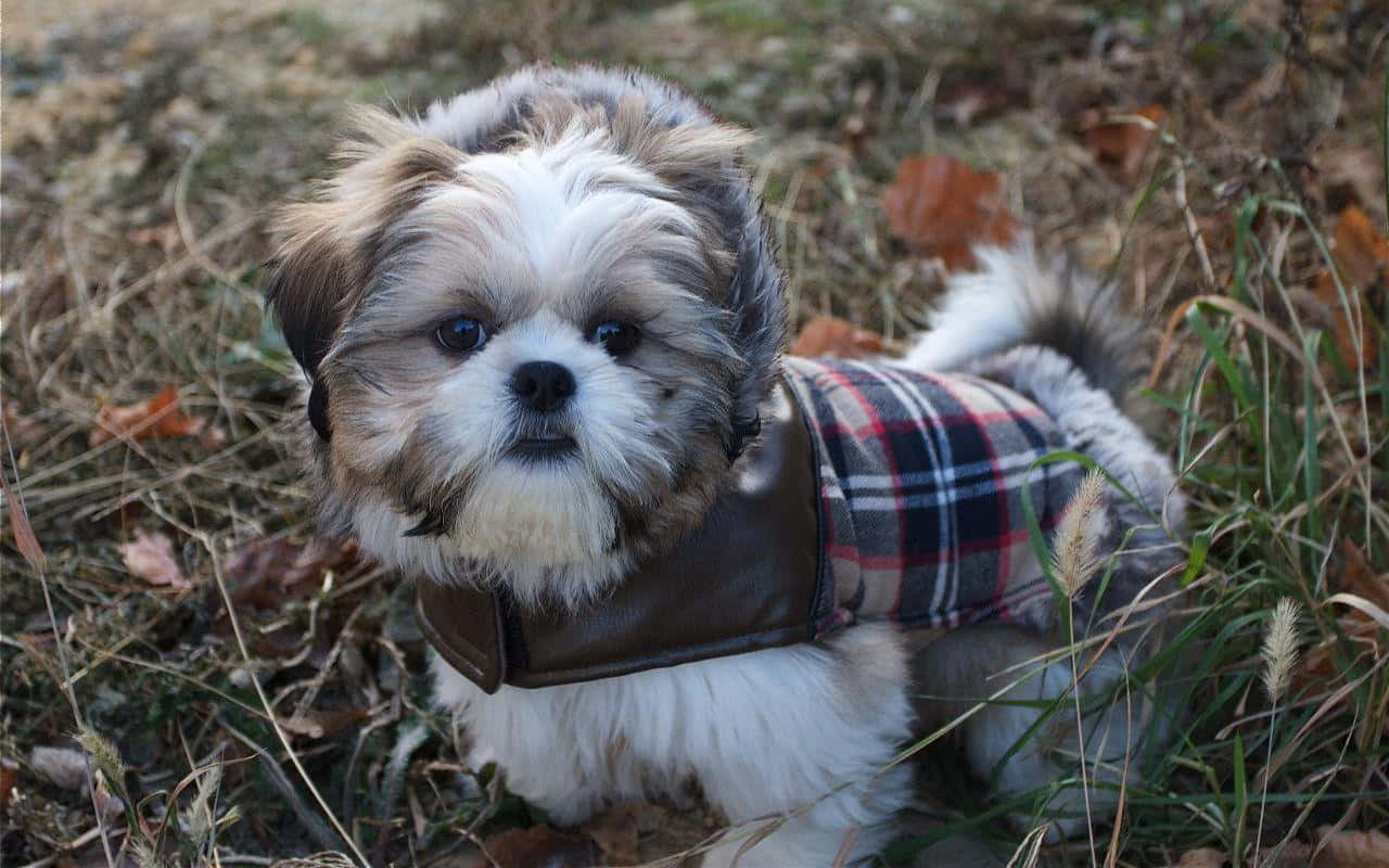 shih tzu 桌布 壁紙 — 一隻毛茸茸的西施犬穿著格紋外套，坐在草地上，周圍是秋天的落葉，眼神溫柔。