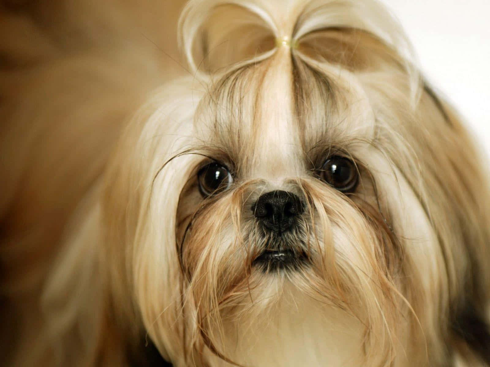 狗 桌布 壁紙 — 一隻毛茸茸的西施犬頭上繫著蝴蝶結，直視鏡頭的特寫。