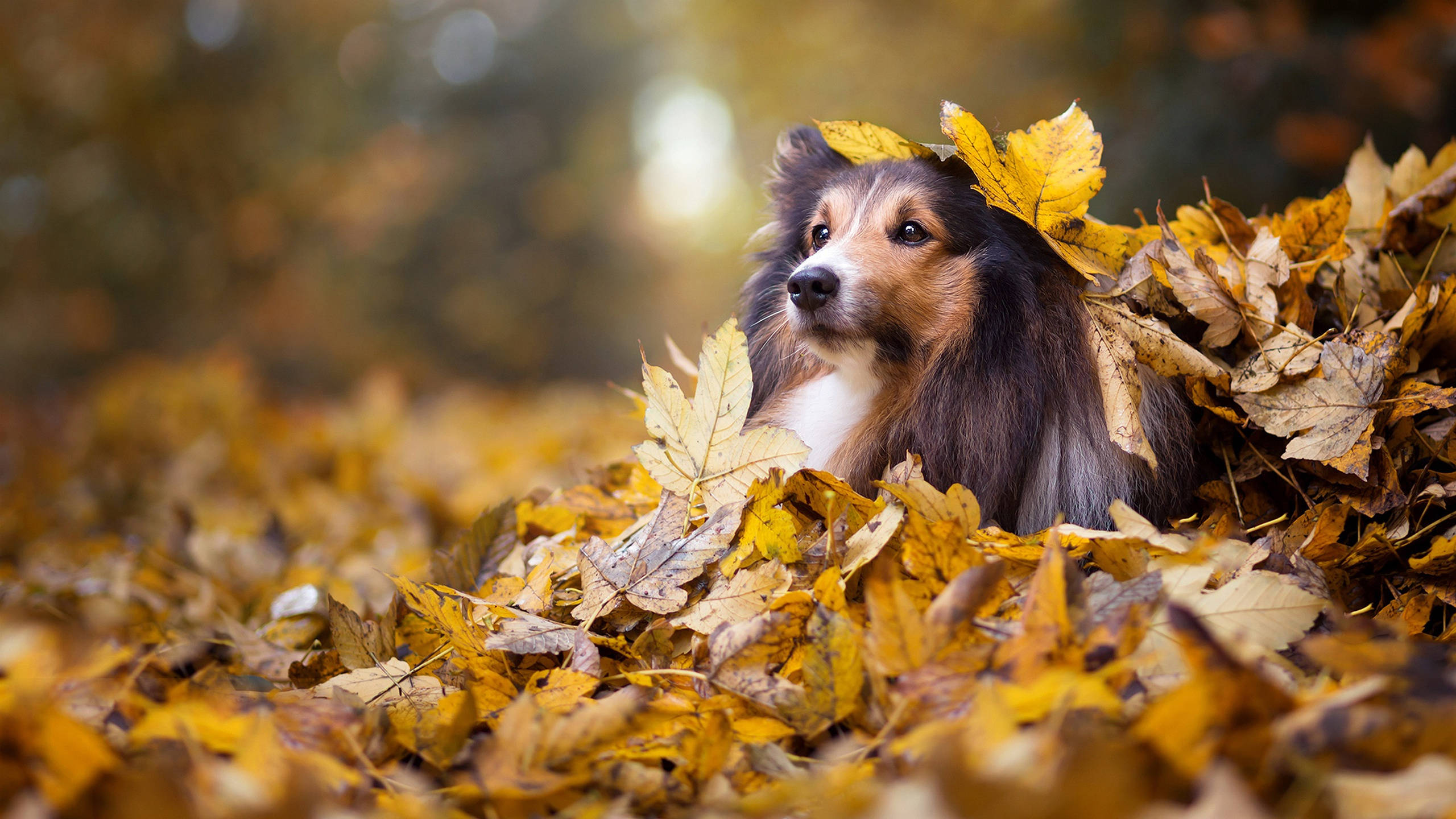 cute dogs 桌布 壁紙 — 一隻毛茸茸的設得蘭牧羊犬在柔和模糊的森林中，安詳地躺在金色秋葉堆中休息。
