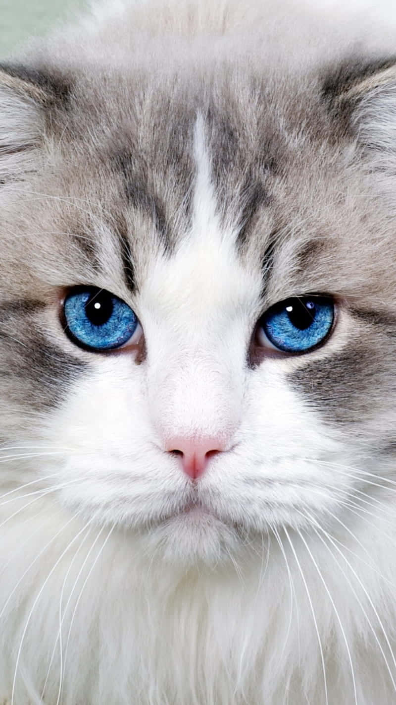 Cat Eyes 桌布 壁紙 — 一隻毛茸茸的貓咪，擁有銳利的藍色眼睛和白色臉龐，直視鏡頭的特寫。