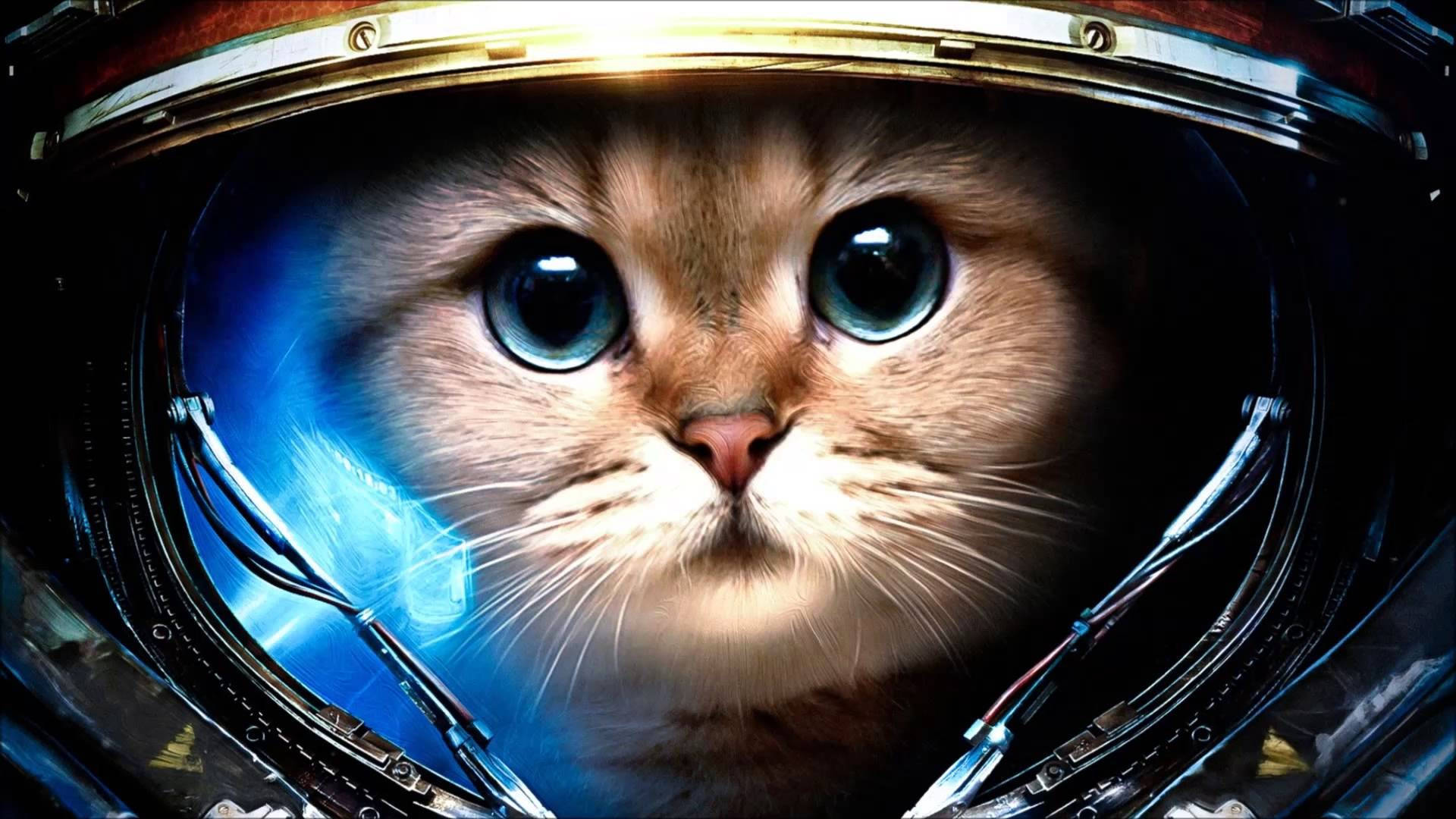 Cute Cat 桌布 壁紙 — 一隻毛茸茸的貓咪，有著大大的藍色眼睛，透過反射的太空人頭盔，凝視著發光的藍色宇宙背景。