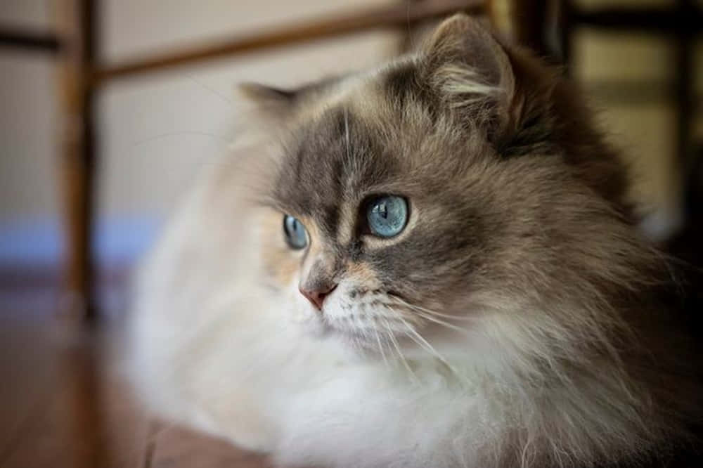 Napoleon Cat 桌布 壁紙 — 一隻毛茸茸的貓咪，有著引人注目的藍色眼睛，在光線柔和的房間裡，從木椅上若有所思地凝視著。