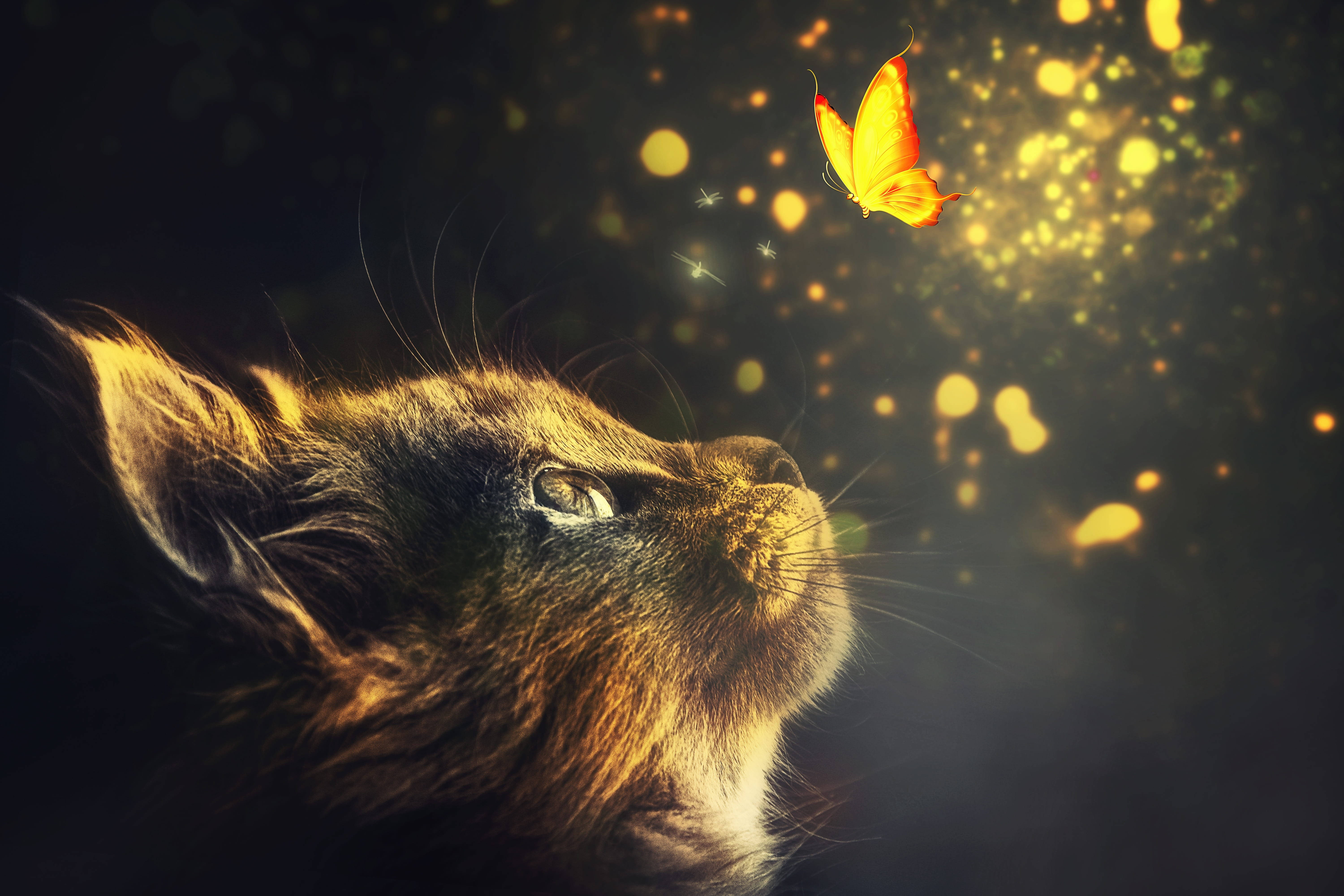 Cute Cat HD 桌布 壁紙 — 一隻毛茸茸的貓咪在黑暗背景中，抬頭望著金色散景燈光中閃閃發光的橙色蝴蝶。