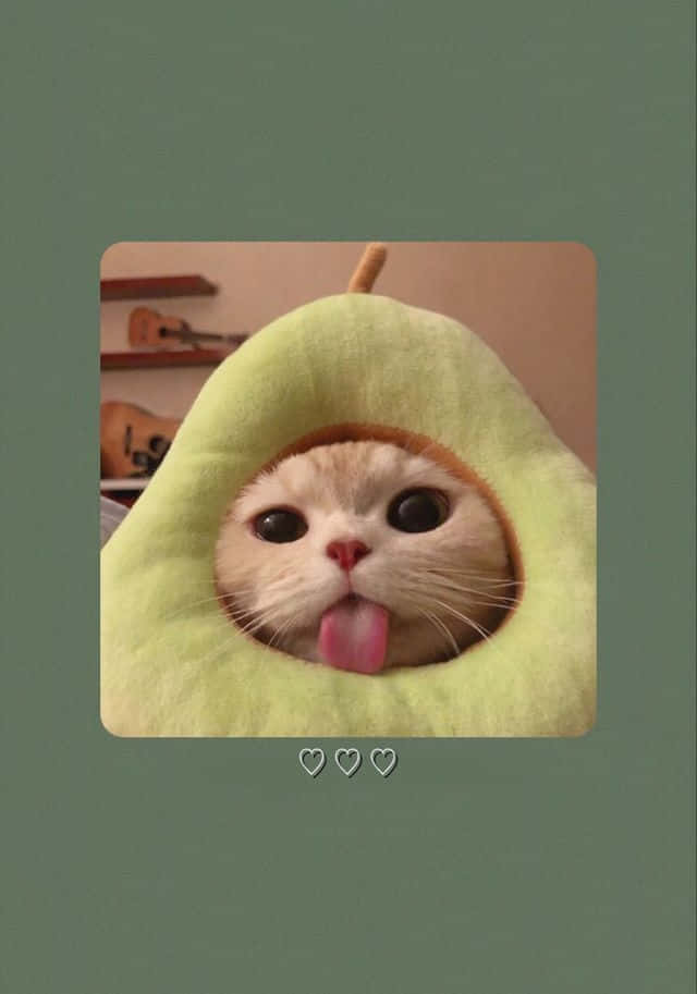 有趣美學GIF 桌布 壁紙 — 一隻毛茸茸的貓咪從毛絨酪梨造型服裝內探出頭來，伸出舌頭，背景是柔和的綠色。