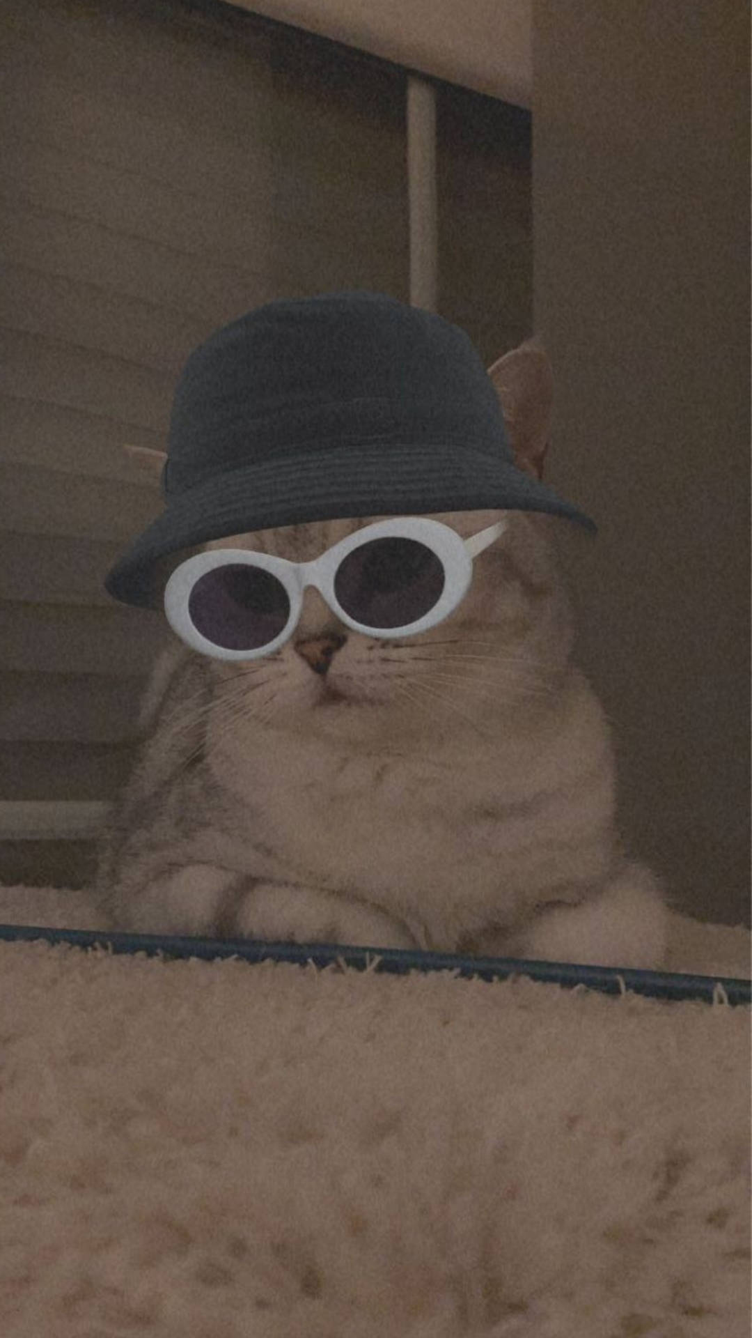戴著帽子和太陽眼鏡的貓咪在室內看起來很放鬆。 — 酷貓 GIF 壁紙
