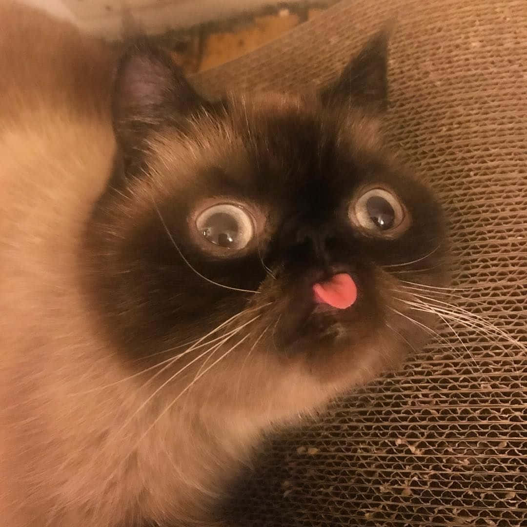Cute Animal Memes 桌布 壁紙 — 一隻毛茸茸的貓咪特寫，睜大眼睛，伸出粉紅色舌頭，躺在紙板抓板上休息。