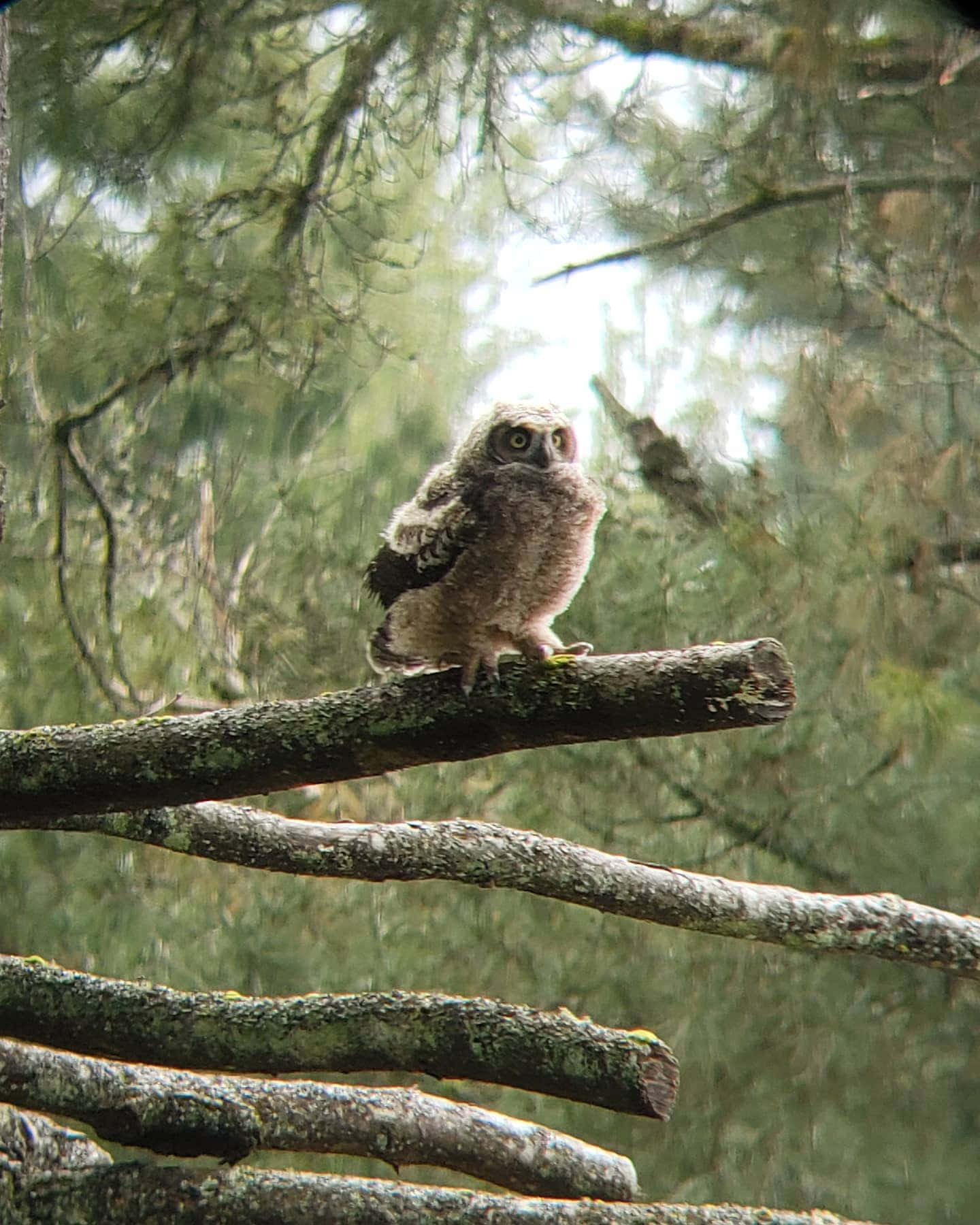 Baby Owl 桌布 壁紙 — 一隻毛茸茸的貓頭鷹寶寶在茂密的綠色森林樹冠中，警覺地棲息在一條長滿苔蘚的樹枝上。