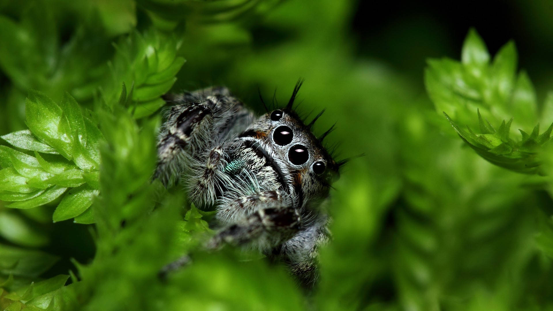 Spider 桌布 壁紙 — 一隻毛茸茸的跳蛛，有著大大的黑眼睛，從鮮綠色的苔蘚中探出頭來的特寫。