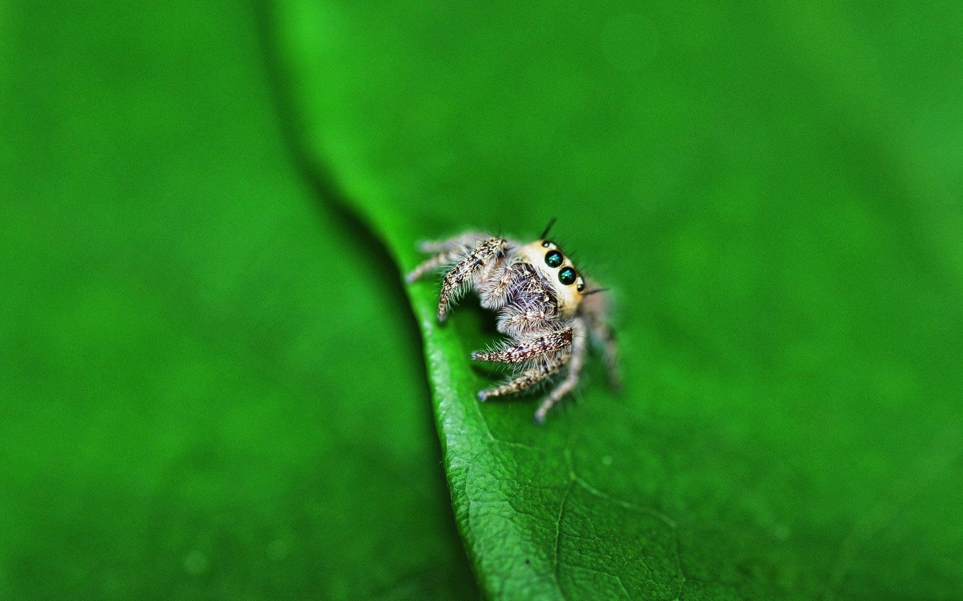 Spider 桌布 壁紙 — 一隻毛茸茸的跳蛛，有著引人注目的藍色眼睛，清晰對焦地棲息在一片鮮綠的葉子上。