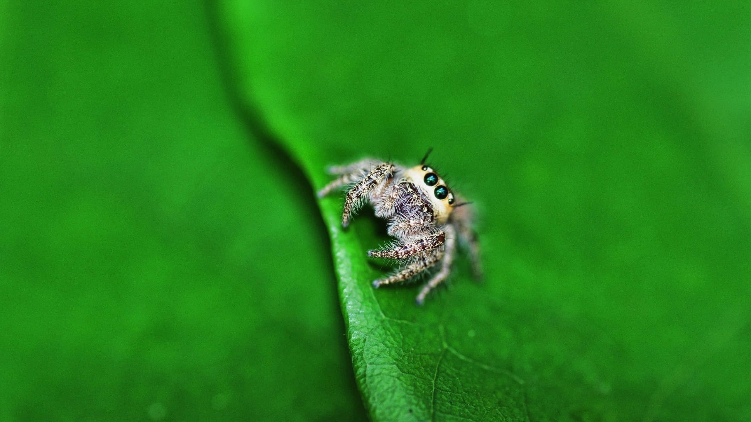 Spider 桌布 壁紙 — 一隻毛茸茸的跳蛛，有著引人注目的藍色眼睛，棲息在鮮綠色葉子的邊緣。