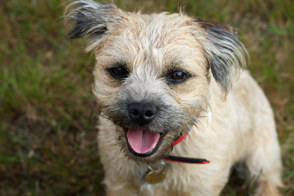 Terrier Dog 桌布 壁紙 — 一隻毛茸茸的邊境爹利犬，開心地張開嘴，明亮的眼睛，坐在草地上看著相機。