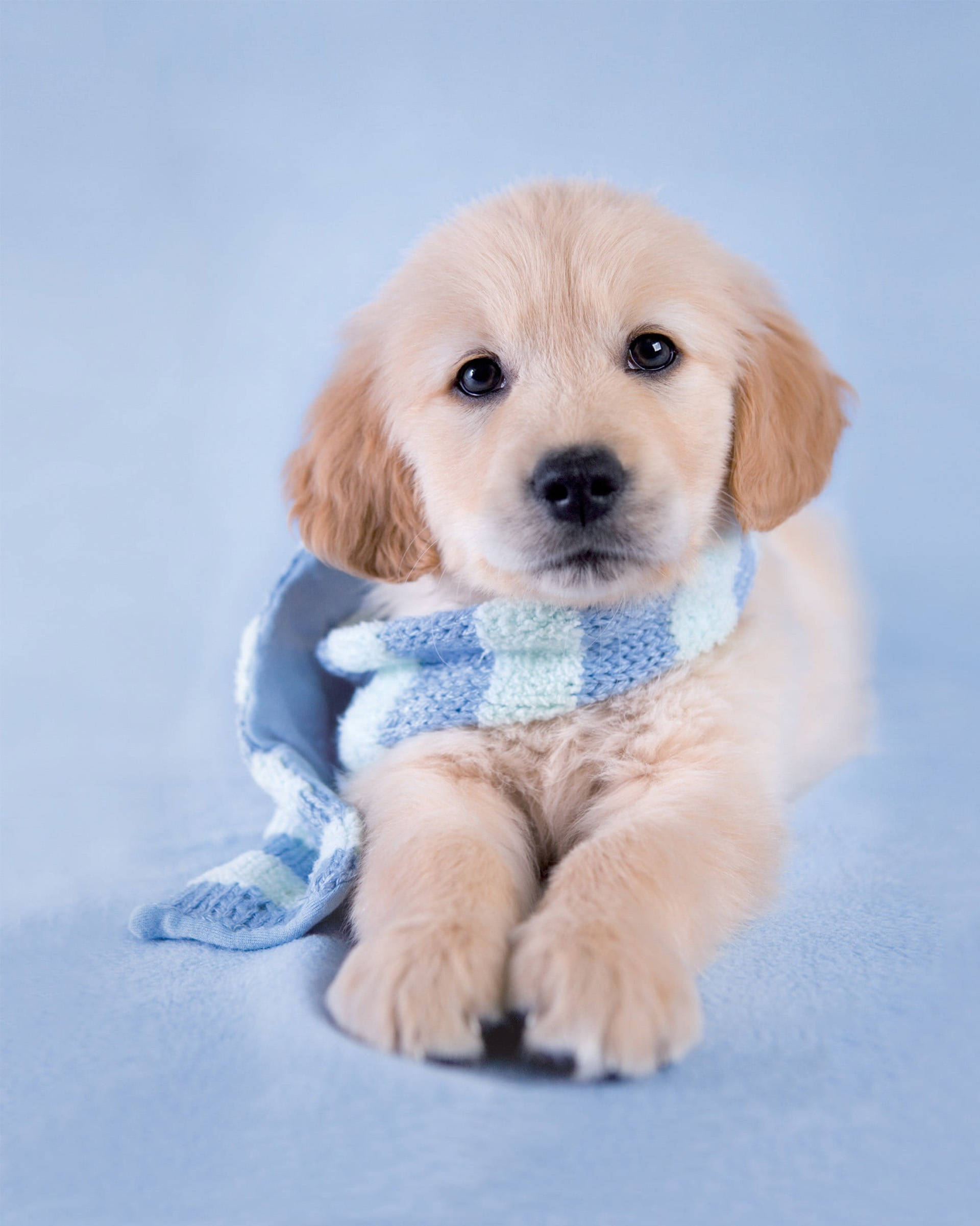 黃金獵犬幼犬 桌布 壁紙 — 一隻毛茸茸的金毛尋回犬幼犬，戴著藍白格紋針織圍巾，坐在柔軟的藍色表面上。