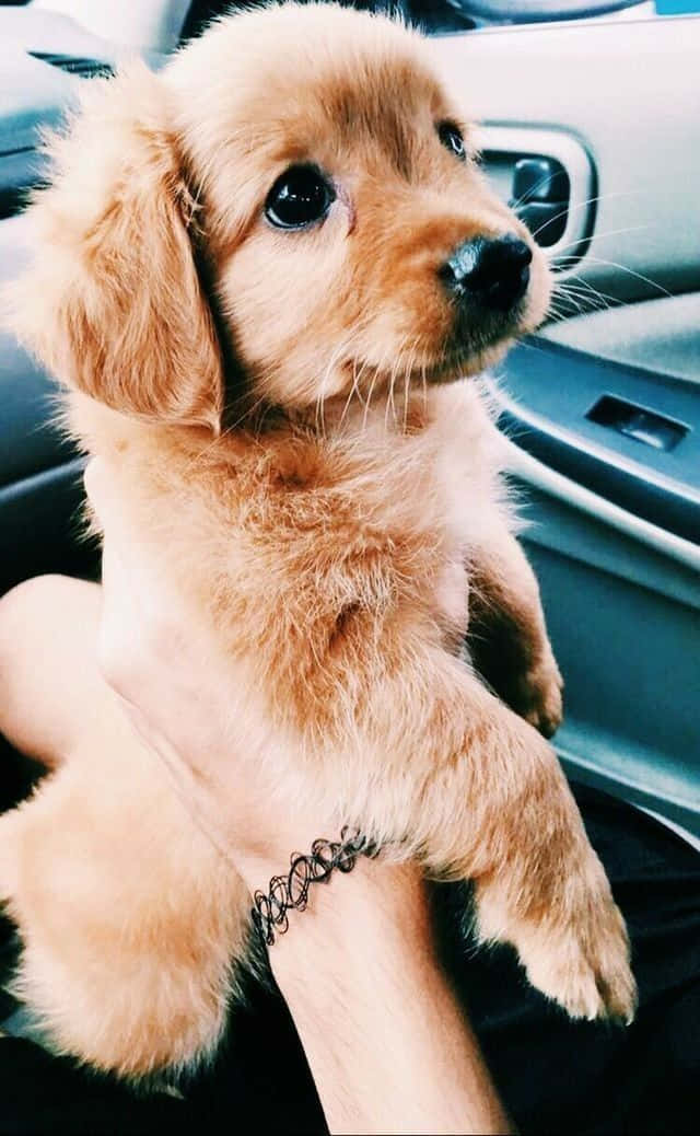 Adorable Puppy 桌布 壁紙 — 一隻毛茸茸的金毛尋回犬幼犬，有著大大的黑色眼睛，在車內被抱起，好奇地向上看。