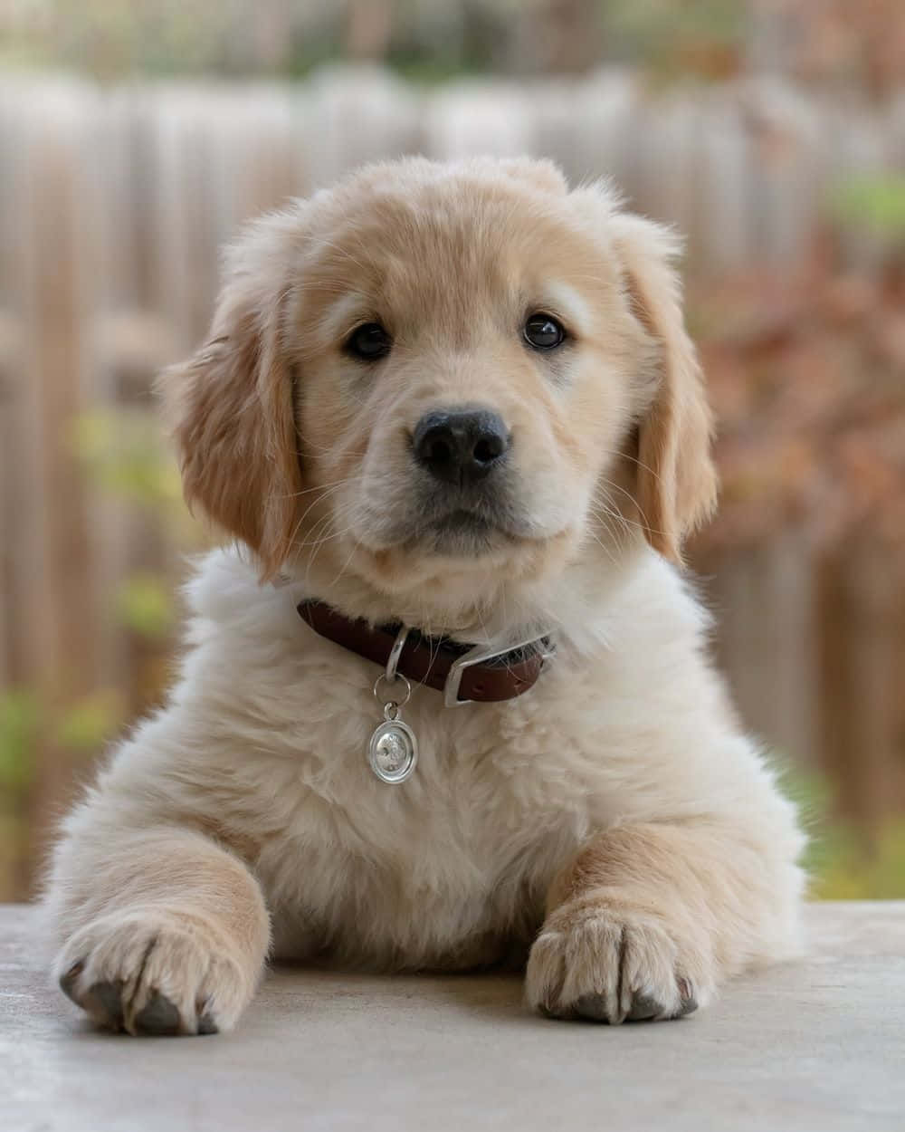 Dog iPhone 桌布 壁紙 — 一隻毛茸茸的金毛尋回犬幼犬，有著大大的黑色眼睛，專注地坐在混凝土表面上，戴著一個帶有銀色名牌的棕色項圈。