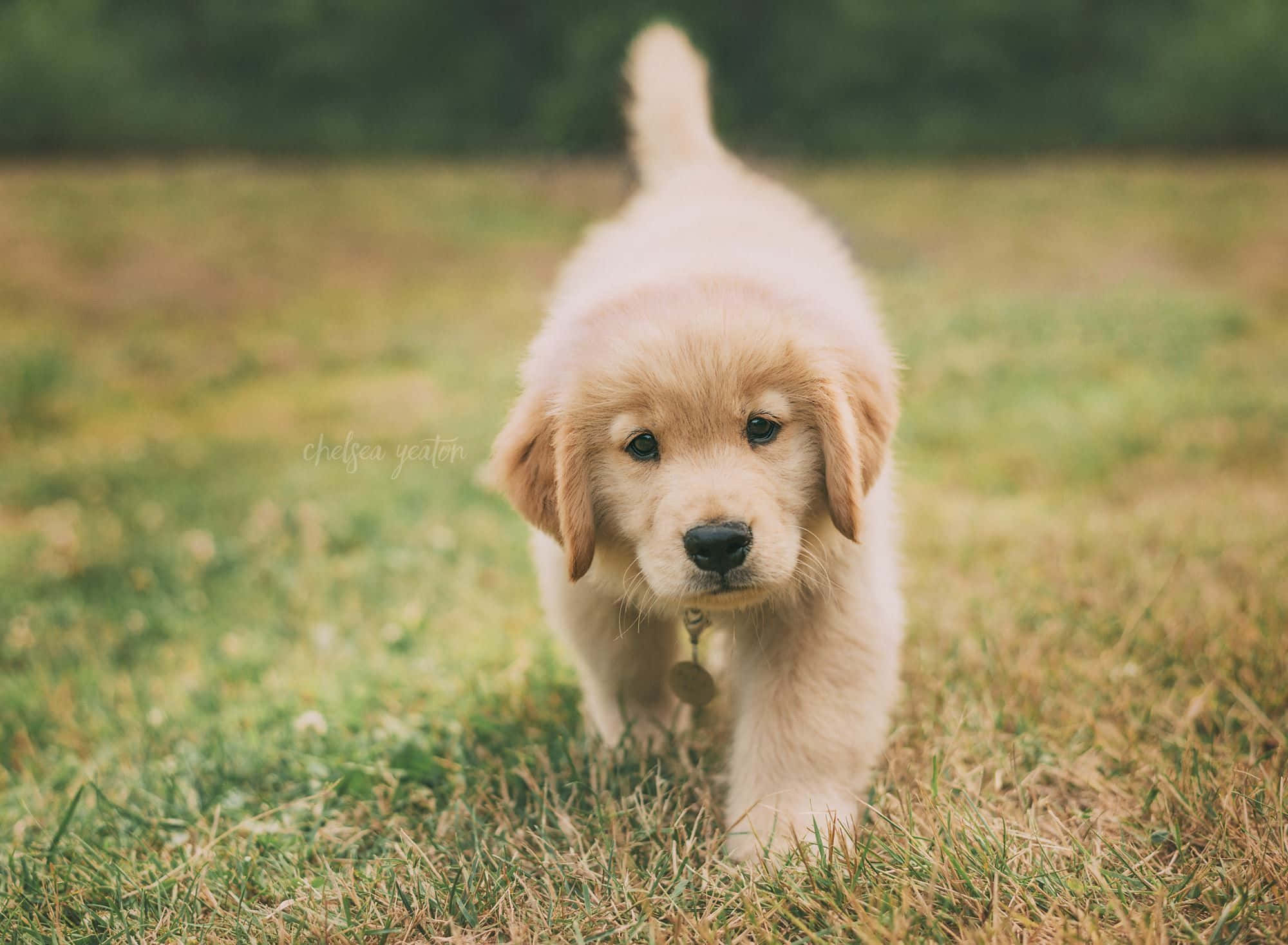 小狗 桌布 壁紙 — 一隻毛茸茸的金毛尋回犬幼犬，有著深色眼睛和搖擺的尾巴，穿過陽光照耀的草地，小跑向鏡頭。