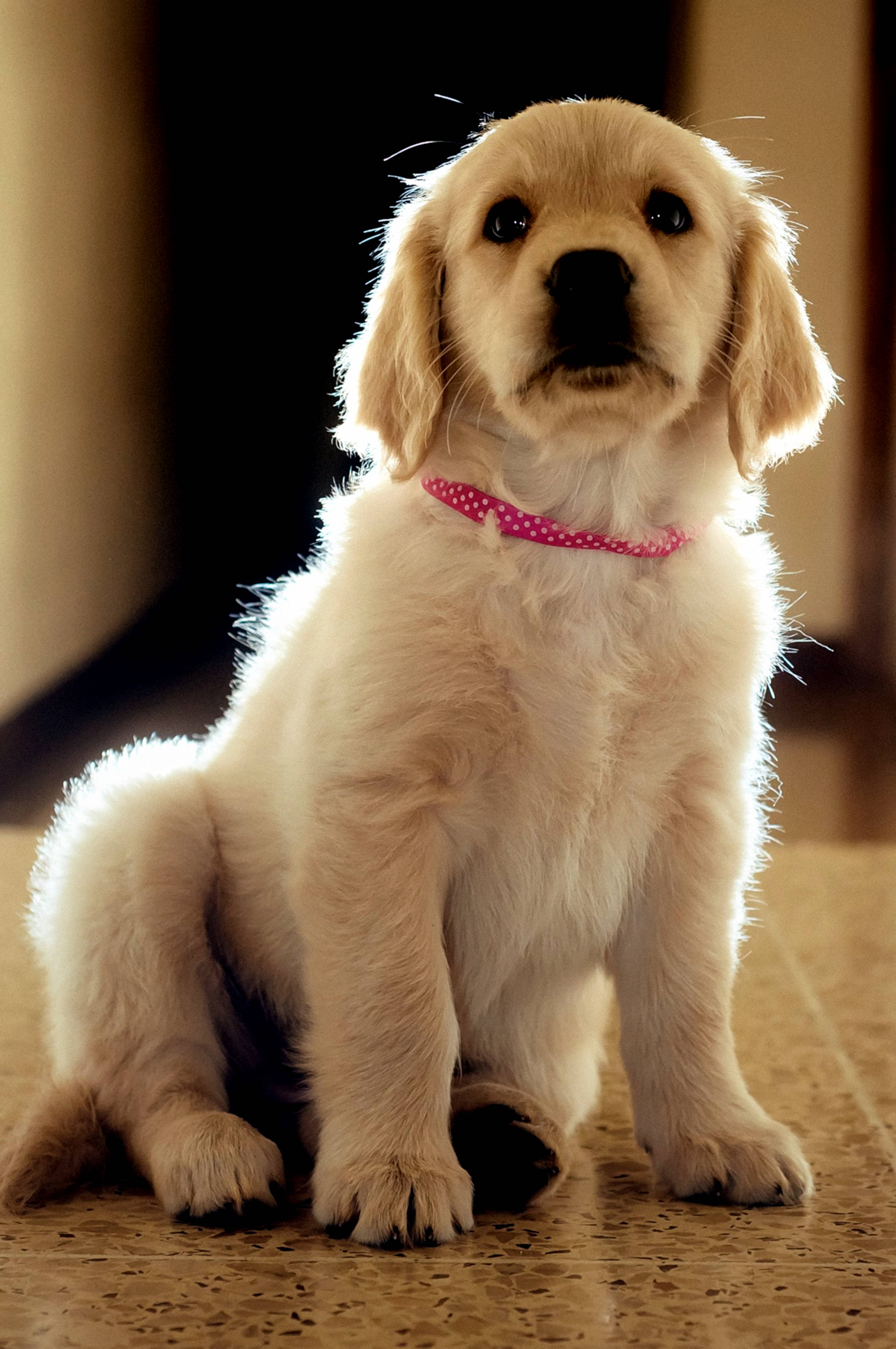 黃金獵犬 桌布 壁紙 — 一隻毛茸茸的金毛尋回犬幼犬，有著大大的黑色眼睛，戴著粉紅色圓點項圈，專注地坐在有斑點的地板上。