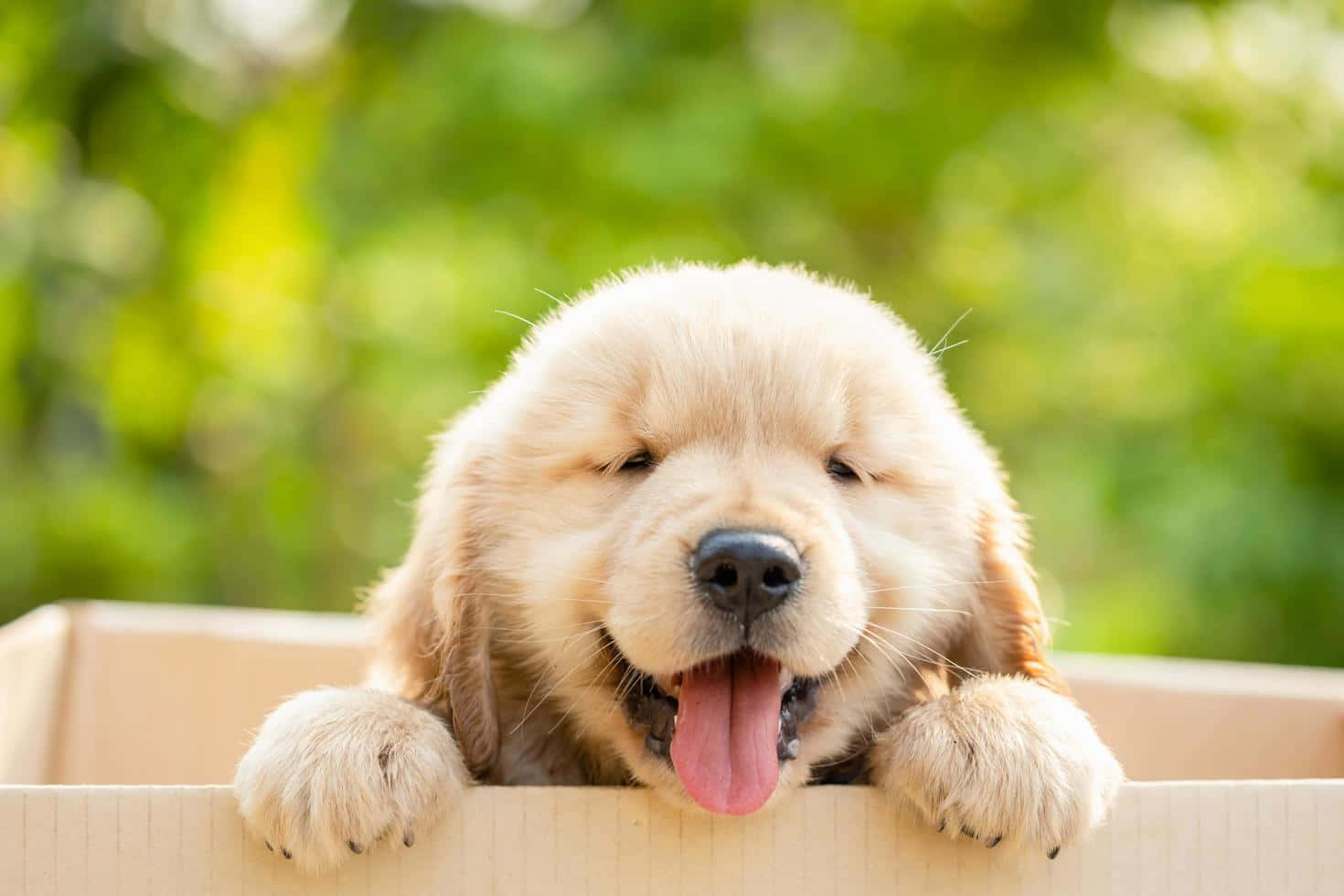 黃金獵犬 桌布 壁紙 — 一隻毛茸茸的金毛尋回犬幼犬伸出舌頭，在柔和的綠色模糊背景下，愉快地從紙箱邊緣探出頭來。