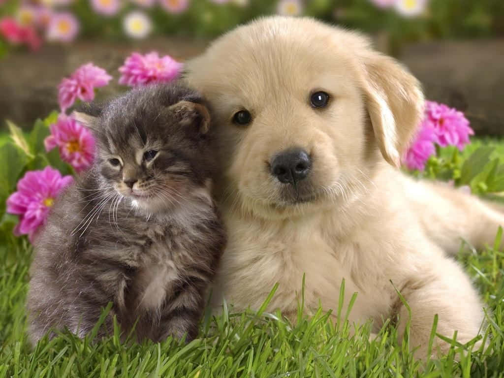 cat and dog 桌布 壁紙 — 一隻毛茸茸的金毛尋回犬幼犬和一隻灰色虎斑小貓在充滿活力的綠色草地上依偎在一起，周圍環繞著粉紅色的花朵。