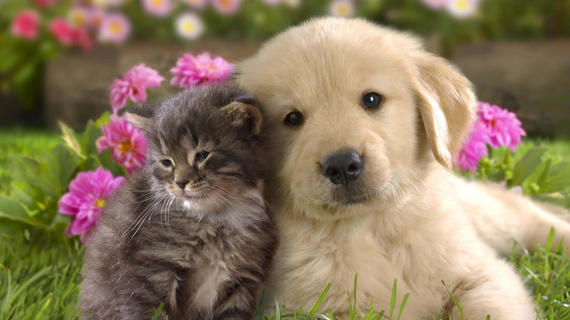 Beautiful Cats 桌布 壁紙 — 一隻毛茸茸的金毛尋回犬幼犬和一隻灰色虎斑小貓在鮮綠色草地上依偎在一起，周圍環繞著粉紅色花朵。
