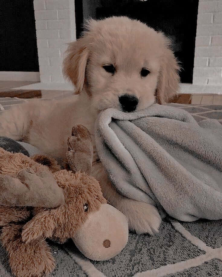 Adorable Puppy 桌布 壁紙 — 一隻毛茸茸的金毛尋回犬幼犬在室內休息，輕輕咀嚼著一條灰色毛毯，旁邊有一個棕色的毛絨駝鹿玩具。