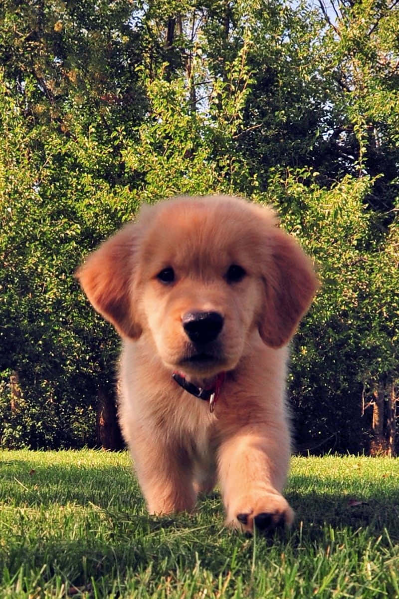 Aesthetic Dog 桌布 壁紙 — 一隻毛茸茸的金毛尋回犬幼犬在明亮的陽光下，在充滿活力的綠色草地上走向鏡頭。