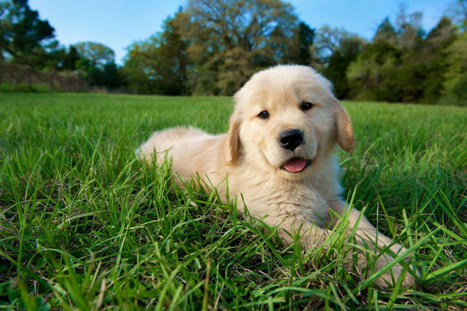 Puppy Dog 桌布 壁紙 — 一隻毛茸茸的金毛尋回犬幼犬在晴朗的藍天下，開心地躺在充滿活力的綠色草地上。