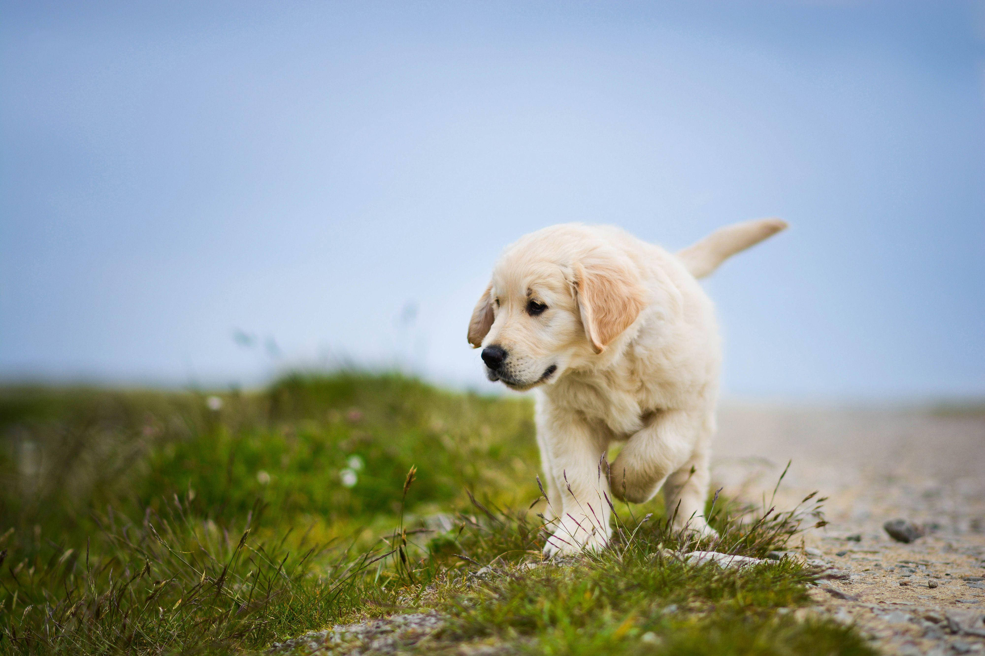 Labrador 桌布 壁紙 — 一隻毛茸茸的金毛尋回犬幼犬在晴朗藍天下沿著草地小徑小跑。