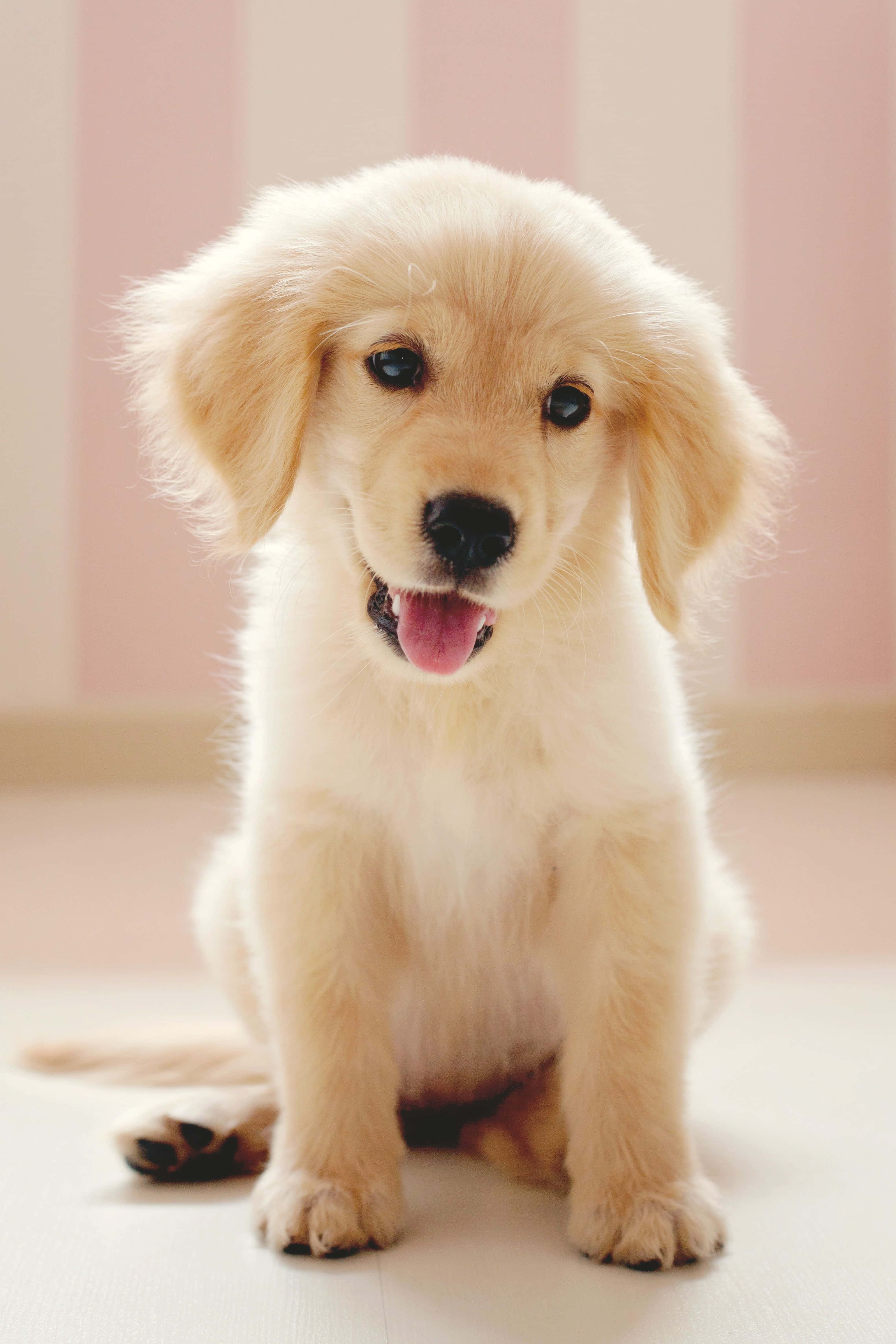 Cute Little Puppies 桌布 壁紙 — 一隻毛茸茸的金毛尋回犬幼犬在柔軟的粉紅和白色條紋背景上開心地伸出舌頭坐著。