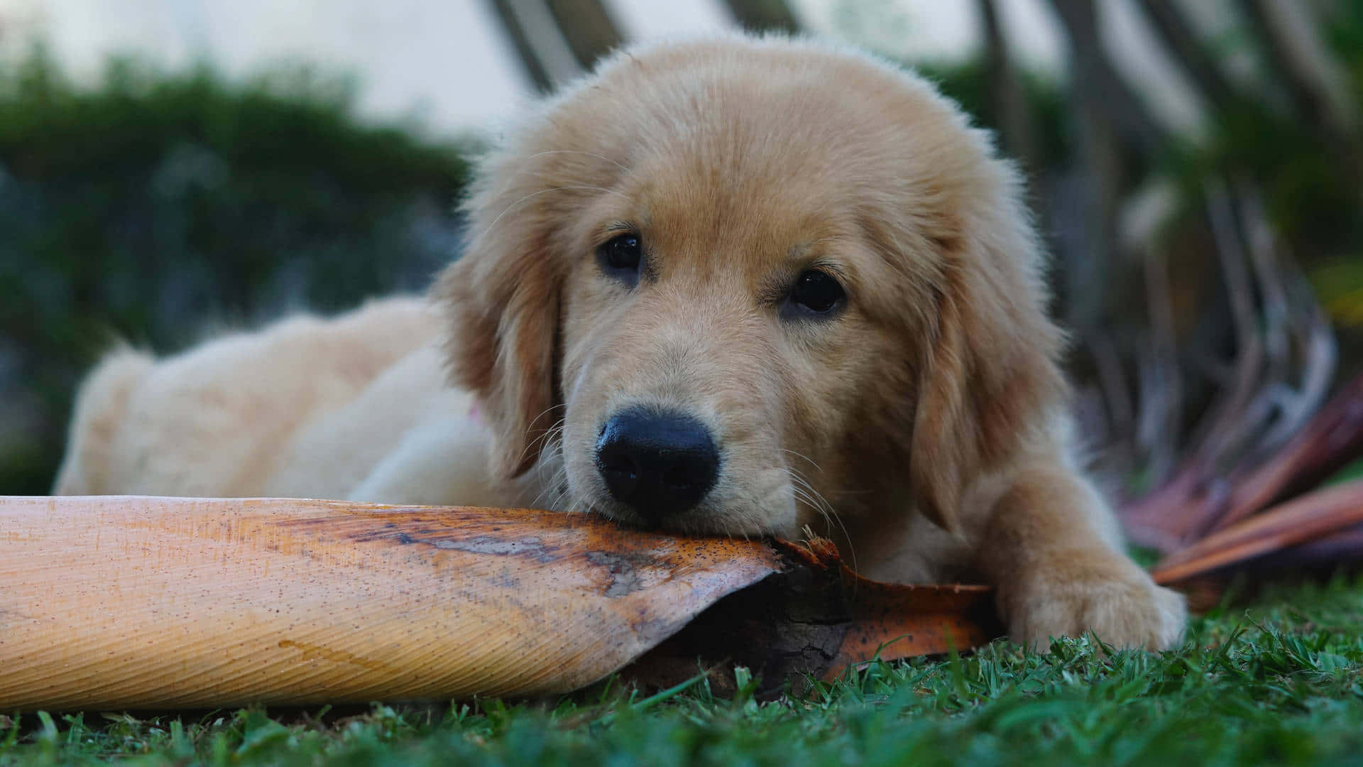 黃金獵犬 桌布 壁紙 — 一隻毛茸茸的金毛尋回犬幼犬在綠色草地上休息，咀嚼一片大枯葉，背景有柔和模糊的樹葉。
