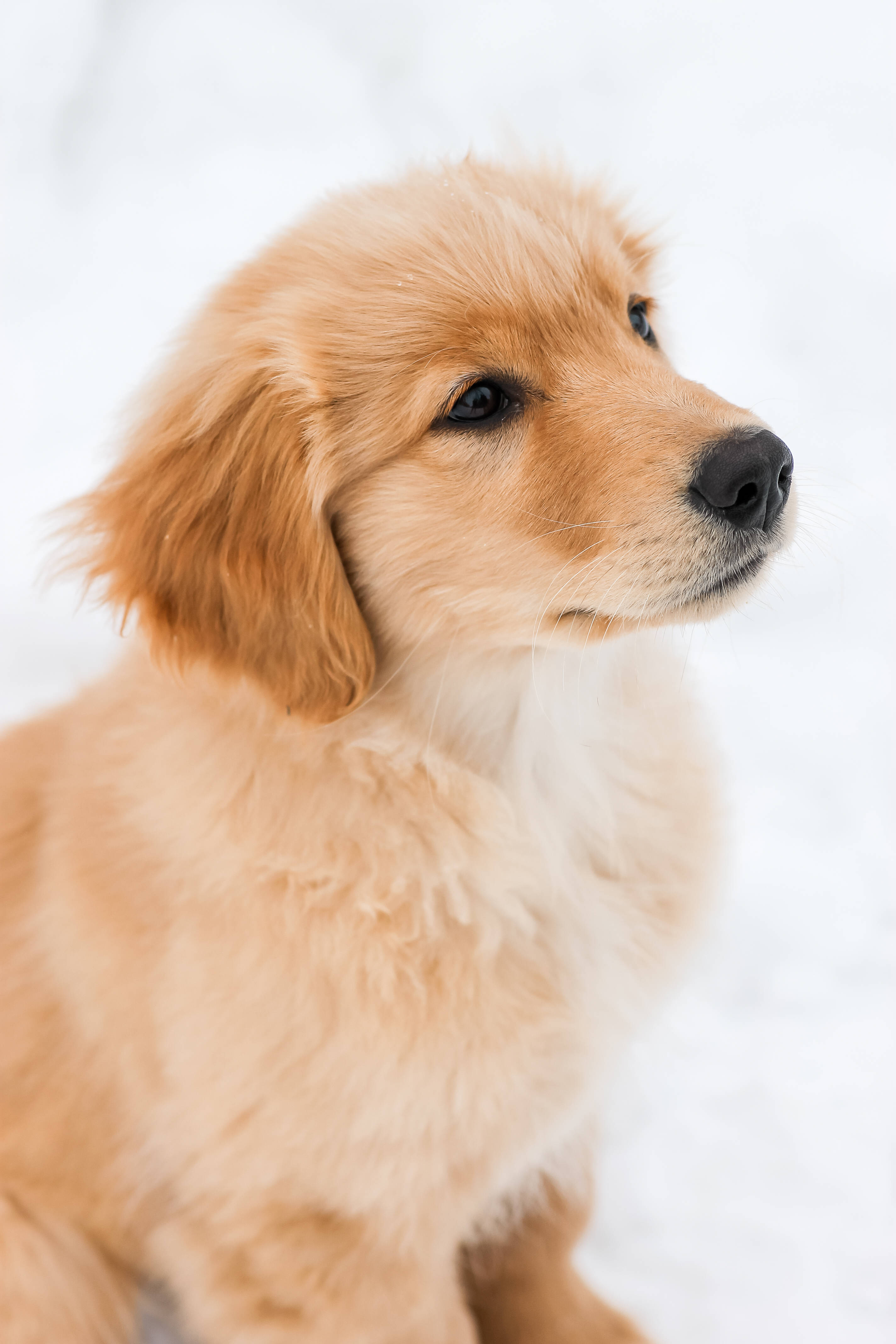 黃金獵犬 桌布 壁紙 — 一隻毛茸茸的金毛尋回犬幼犬坐在雪中，若有所思地望向旁邊，毛髮柔軟，眼睛深邃。
