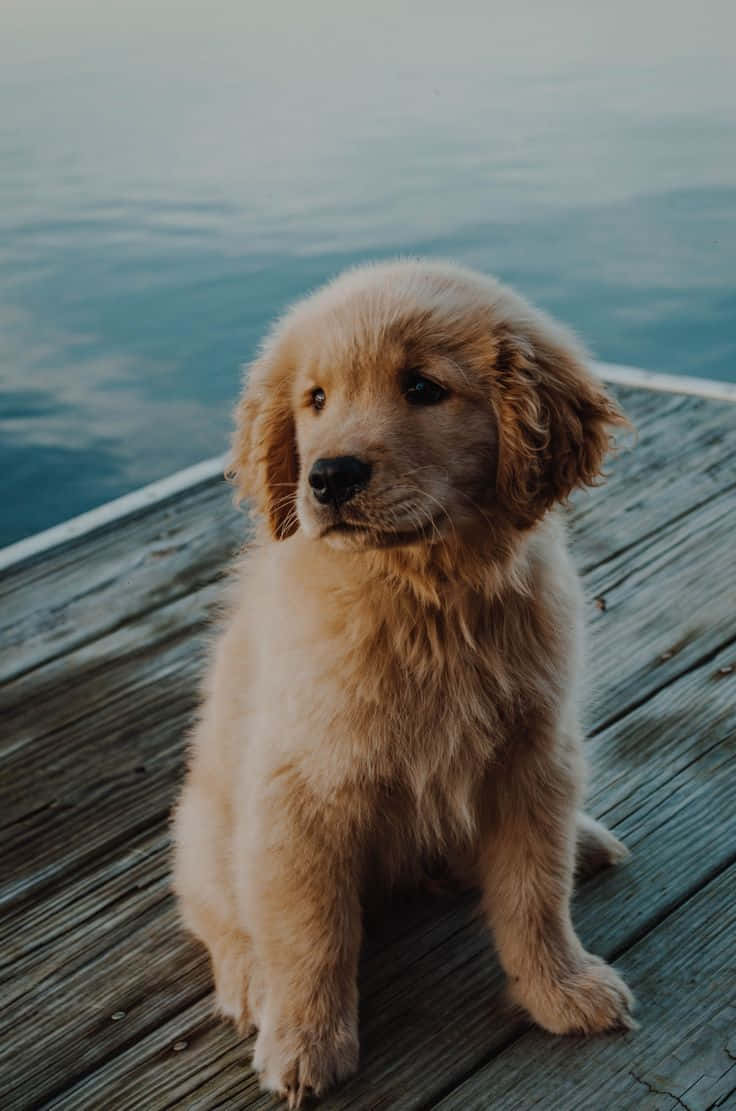 Adorable Puppy 桌布 壁紙 — 一隻毛茸茸的金毛尋回犬幼犬坐在風化的木碼頭上，凝視著平靜的藍色水面。