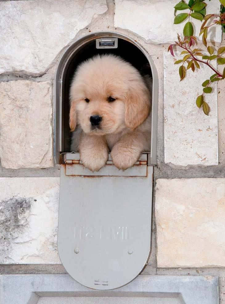 Adorable Puppy 桌布 壁紙 — 一隻毛茸茸的金毛尋回犬幼犬好奇地從石牆上一個打開的郵箱中探出頭來，附近有綠色樹葉。