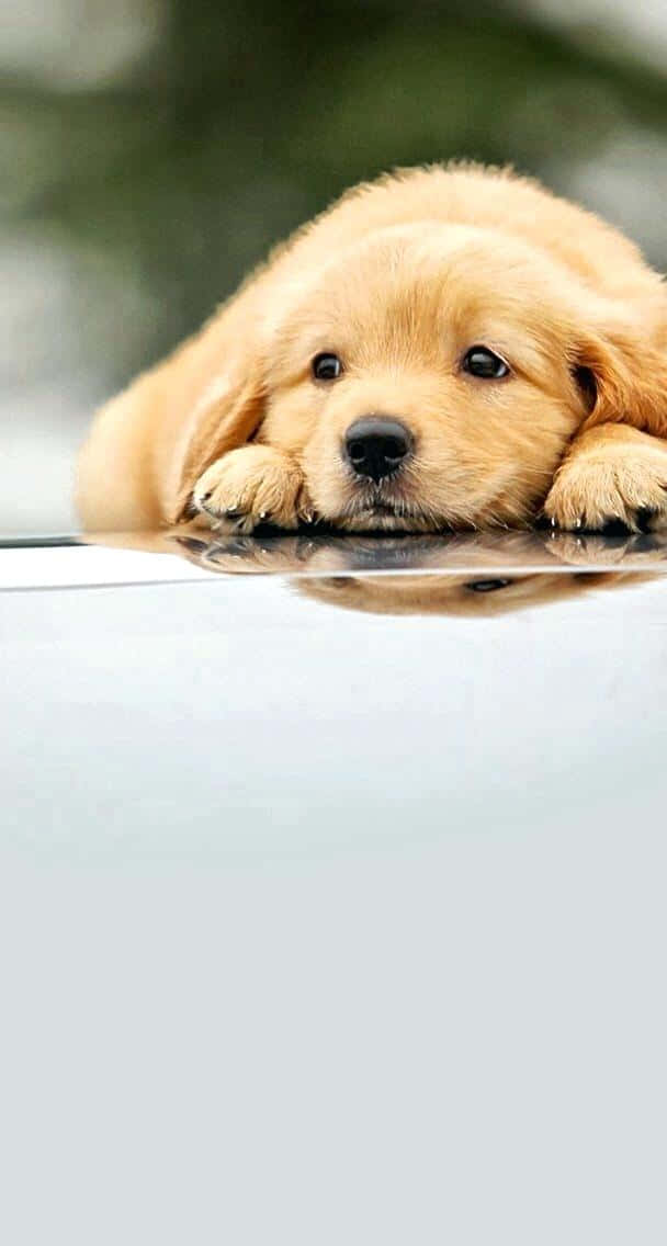 golden retriever puppy 桌布 壁紙 — 一隻毛茸茸的金毛尋回犬幼犬將爪子放在閃亮的汽車引擎蓋上，背景是柔和的模糊綠色。