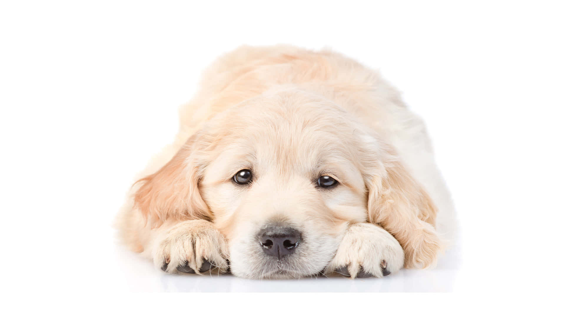 Puppies 桌布 壁紙 — 一隻毛茸茸的金毛尋回犬幼犬將爪子放在白色表面上，用大大的深色眼睛溫柔地凝視。