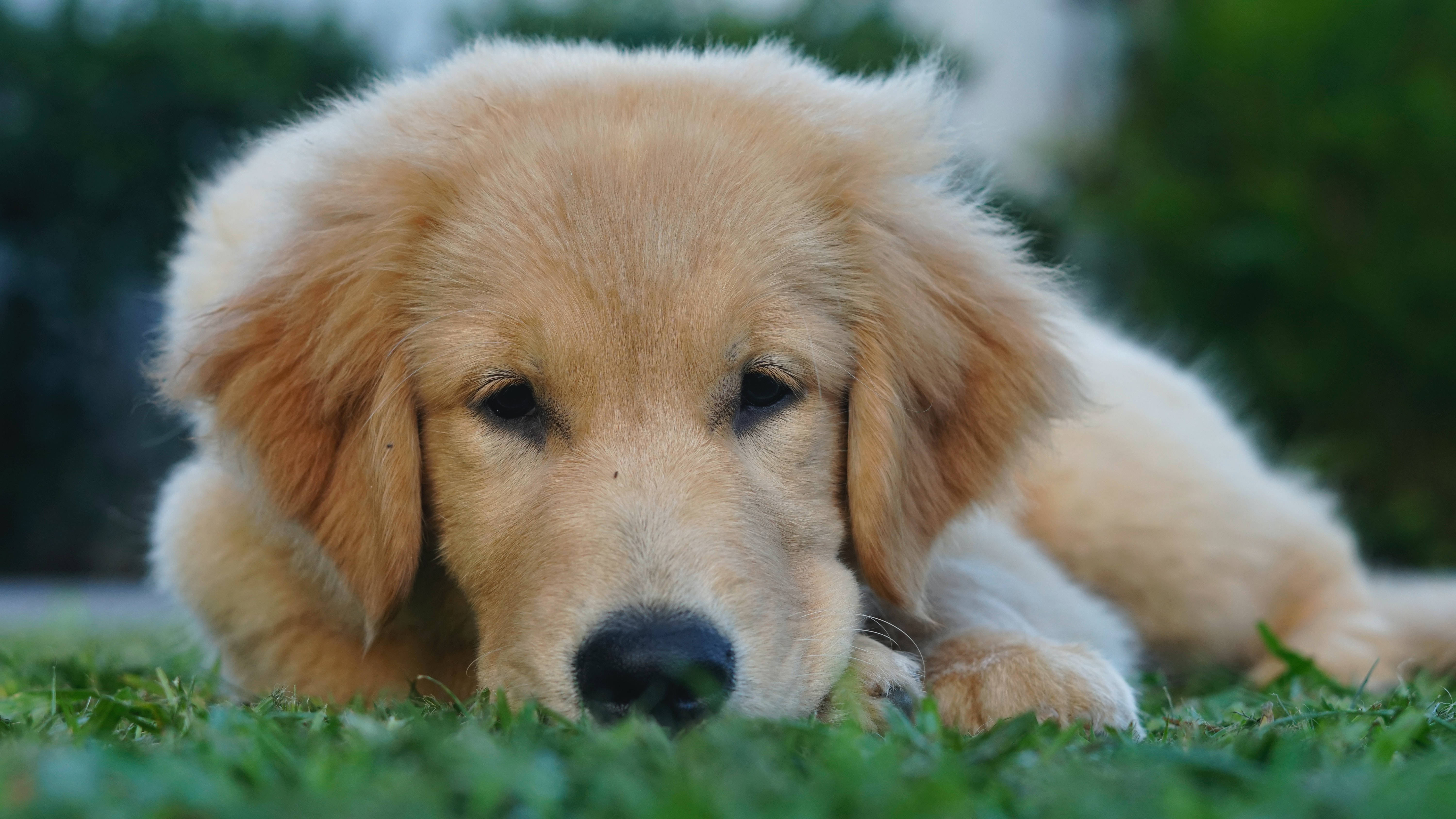 黃金獵犬幼犬 桌布 壁紙 — 一隻毛茸茸的金毛尋回犬幼犬將頭放在充滿活力的綠色草地上，背景是柔焦的樹葉。