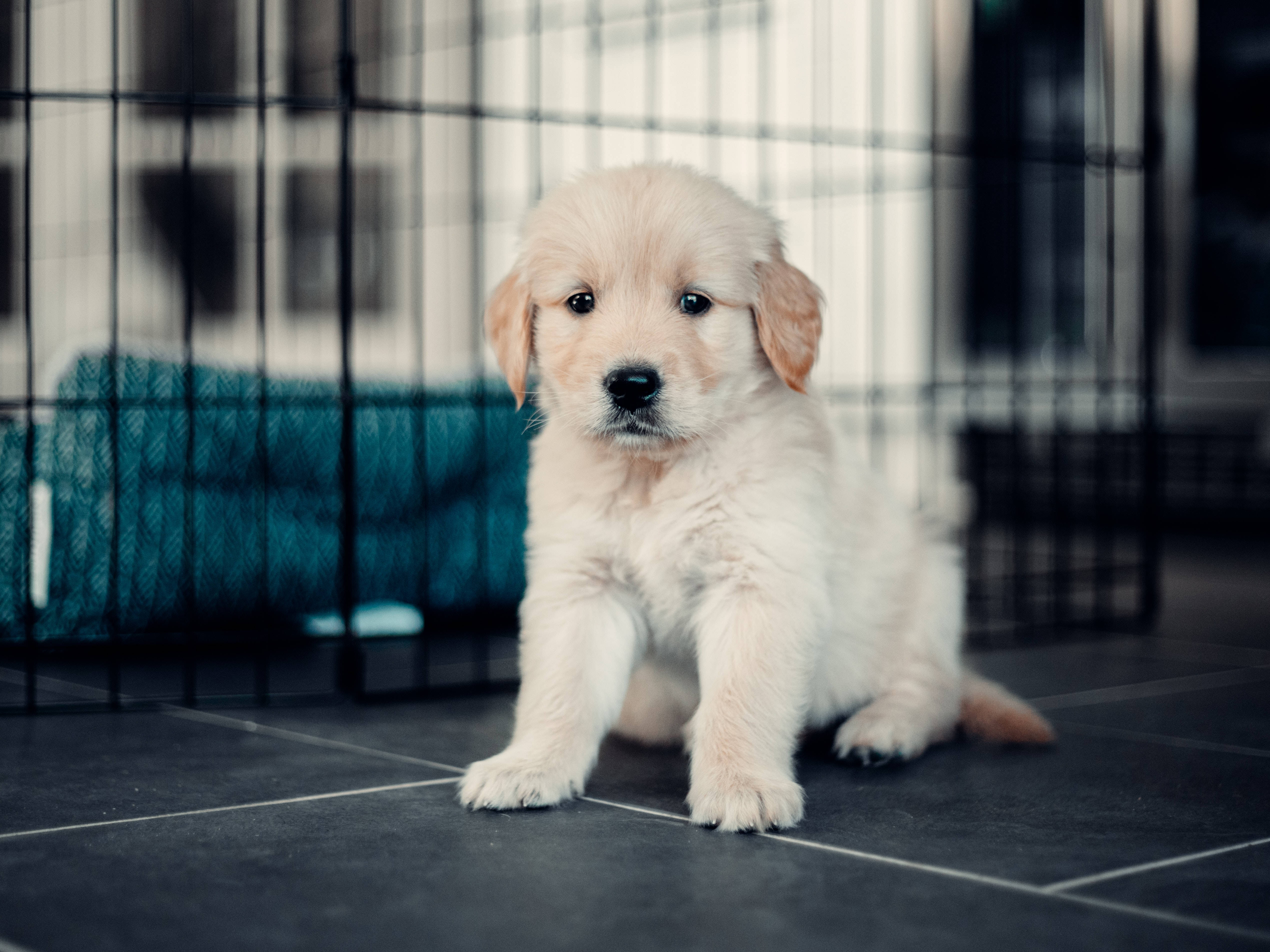 黃金獵犬幼犬 桌布 壁紙 — 一隻毛茸茸的金毛尋回犬幼犬專注地坐在黑色鐵絲籠內的深色瓷磚地板上，身後有一條青綠色的毯子。