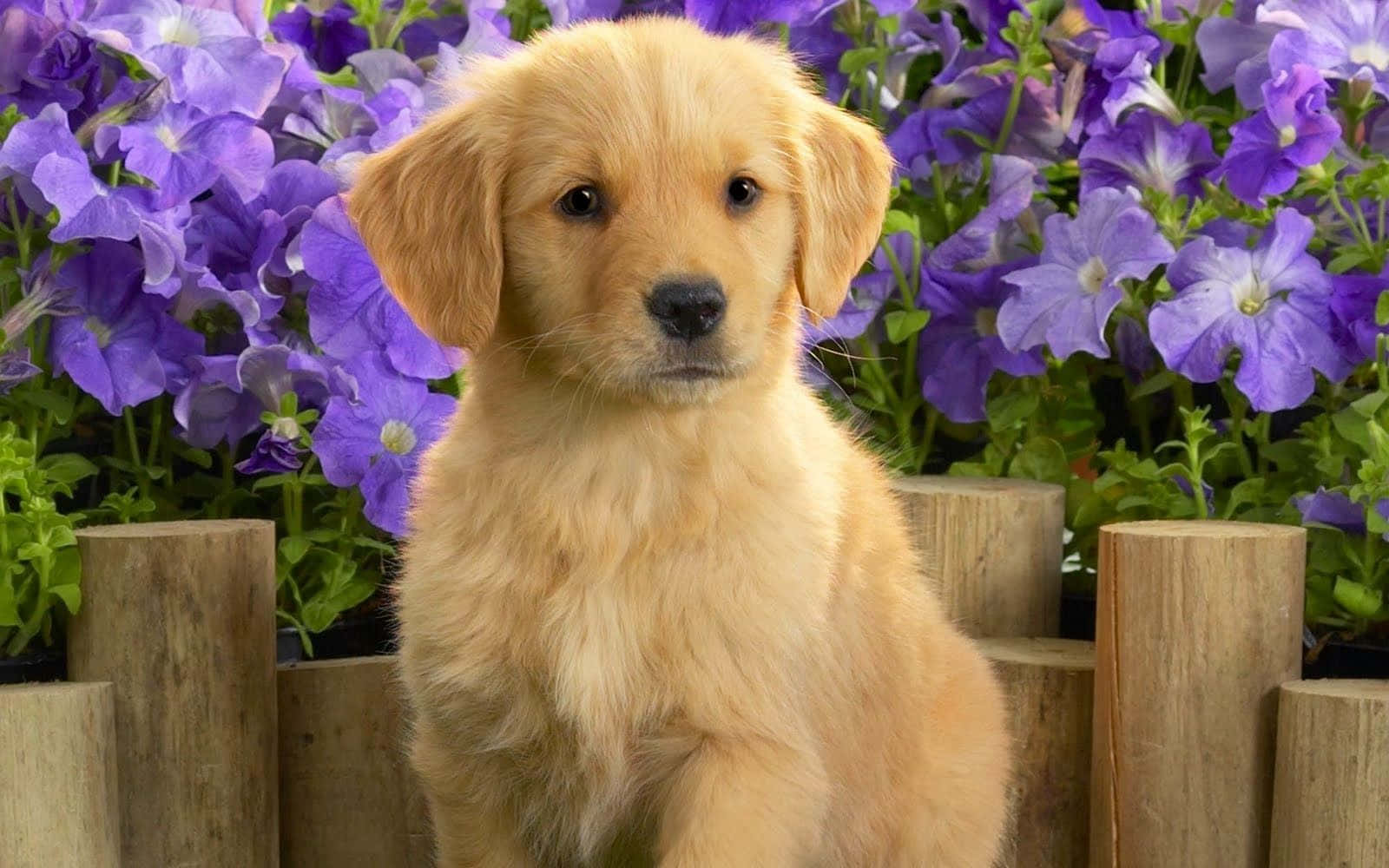 Aesthetic Dog 桌布 壁紙 — 一隻毛茸茸的金毛尋回犬幼犬專注地坐在充滿活力的紫色花壇和木柵欄前。